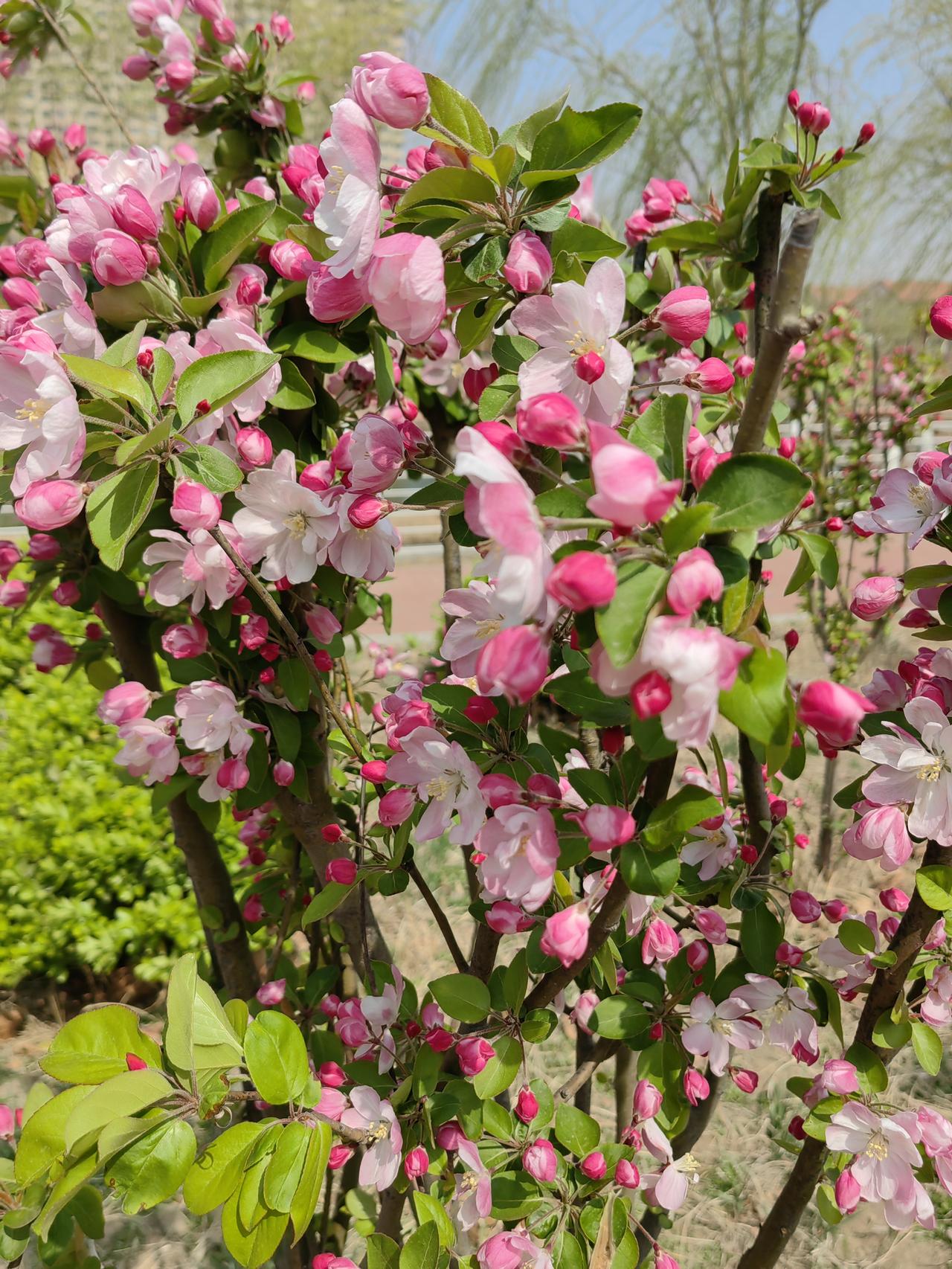 风软软的，太阳暖暖的，路边的花全开了，满眼都是舒服的绿色。
不用赶时间，不用想工