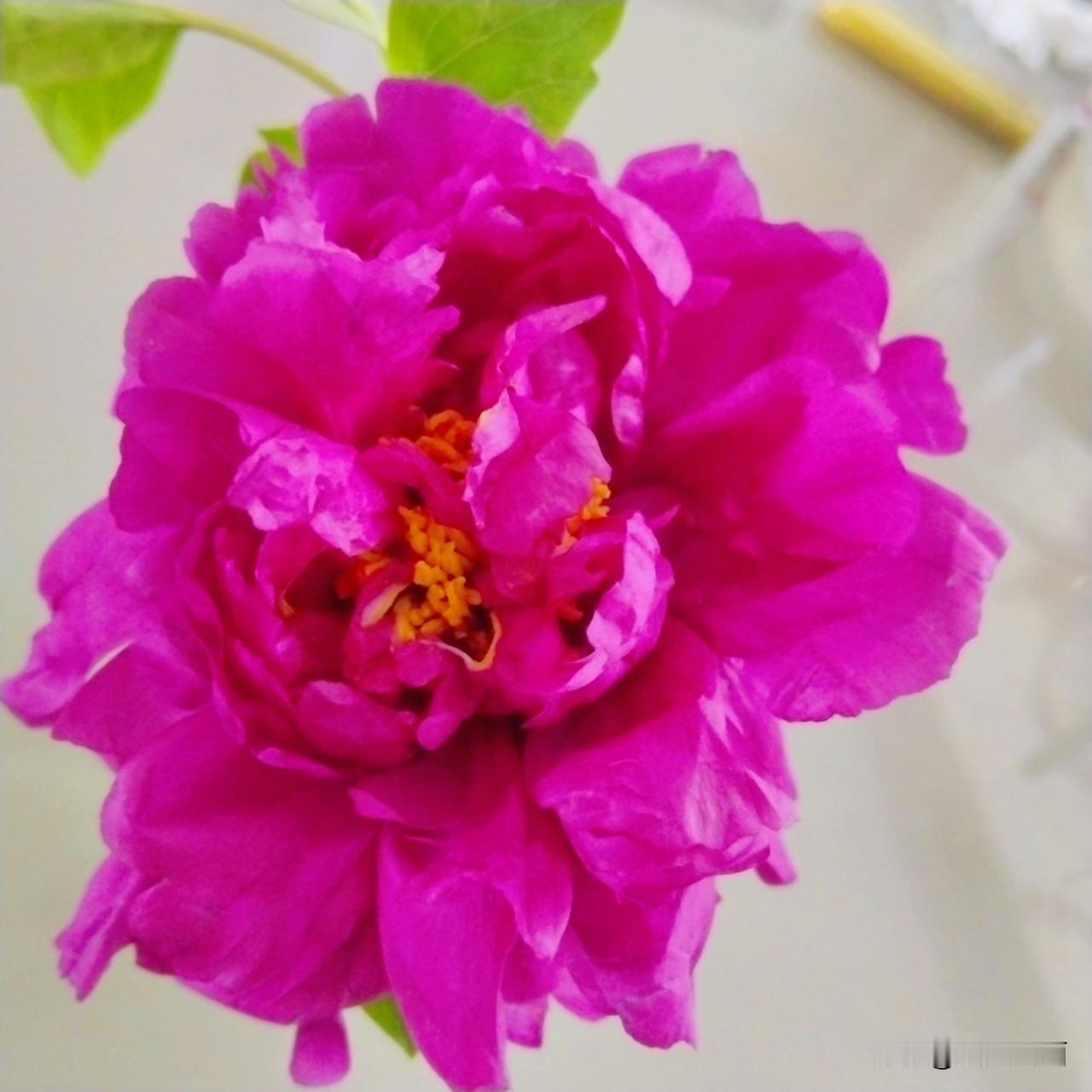 突然想起牡丹小园的牡丹，二百米左右的地方说到就到。
牡丹全开了，花色各异，姿态万