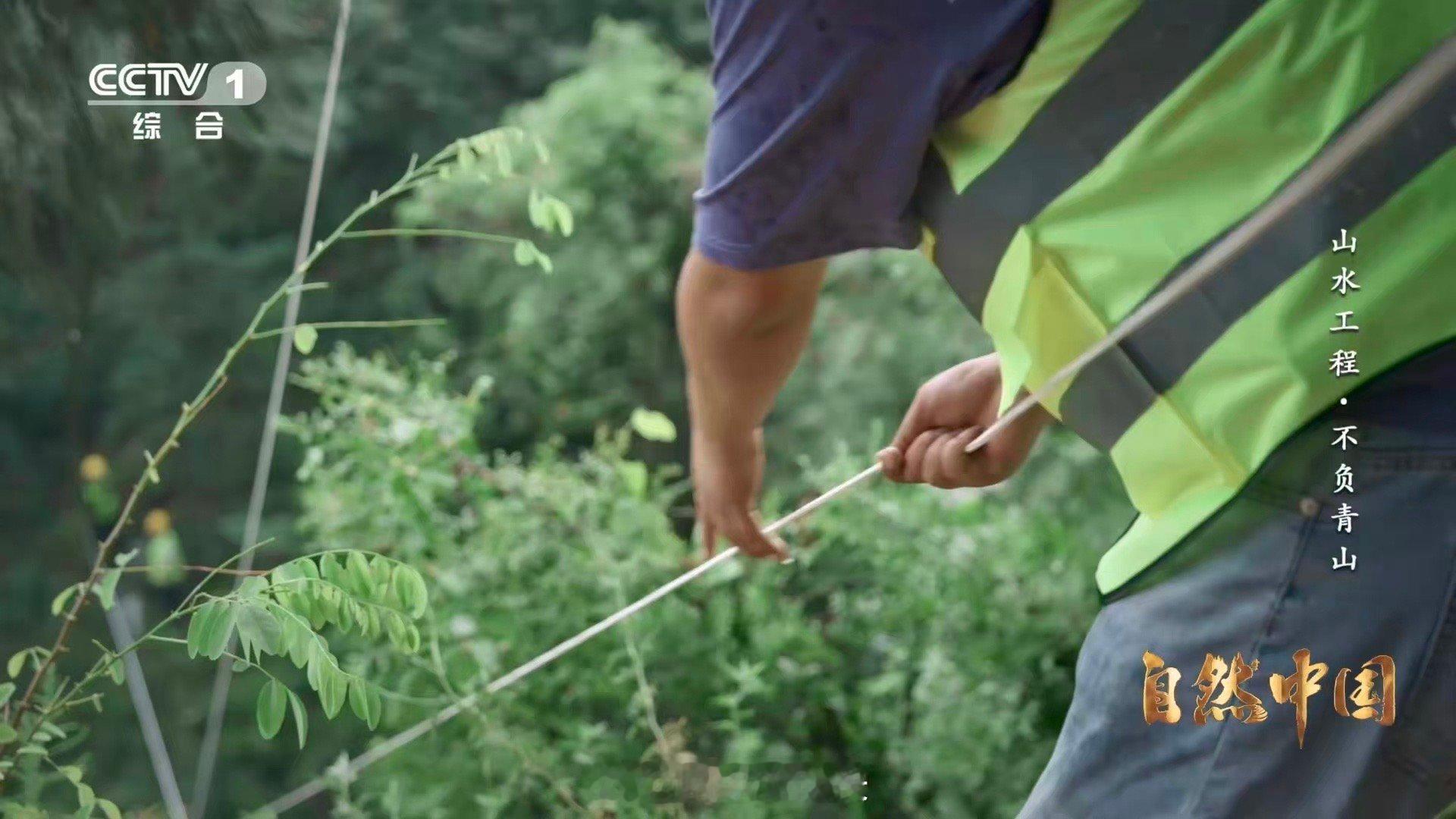 秦岭深处树在天上飞树苗坐无人机空降 秦岭上演科幻大片！当无人机吊着树苗飞越深谷，