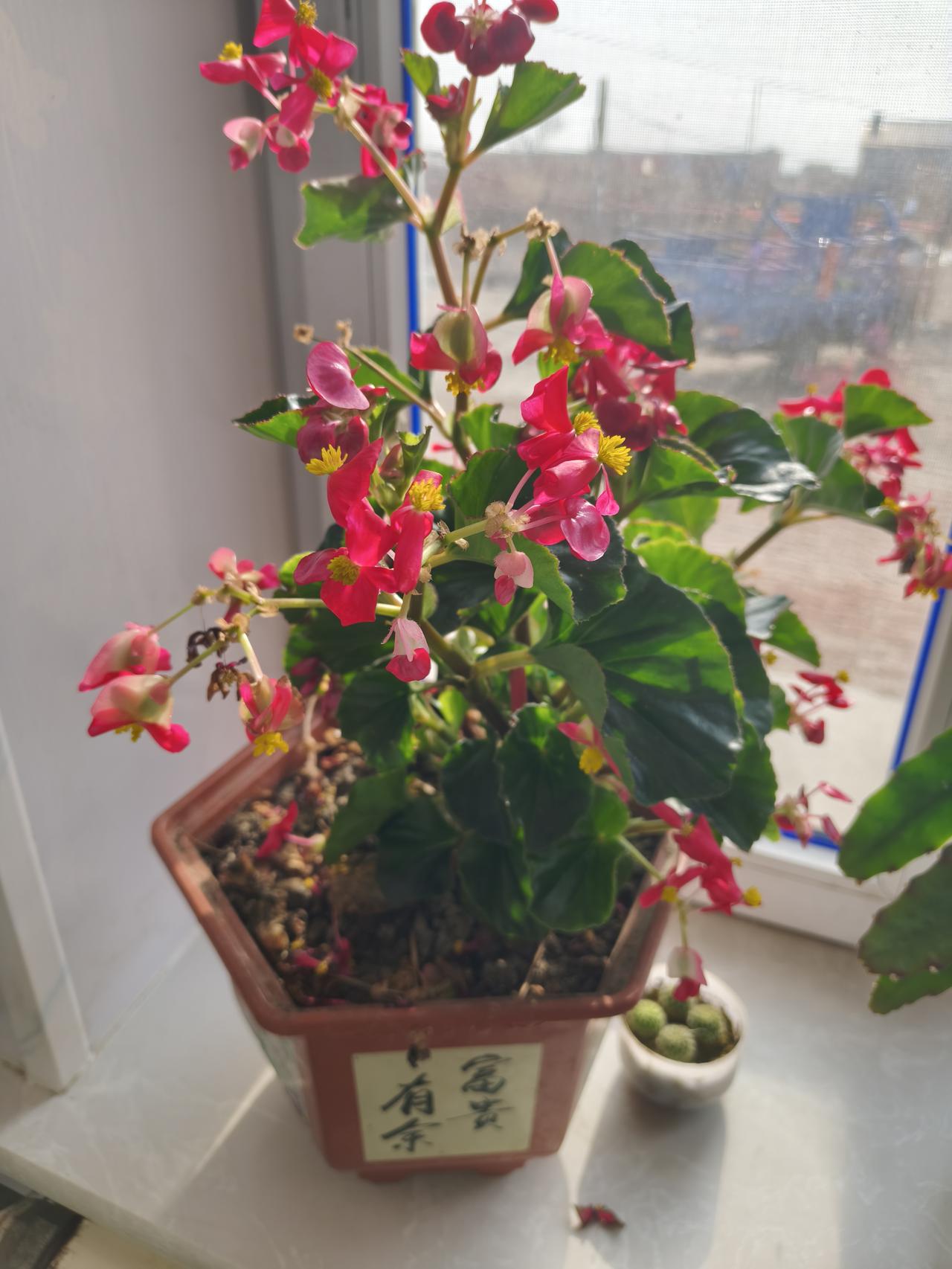 过年分别是直接哭出来，还是逃避式的好呀！
老人家年龄大了，紧紧跟着舍不得分开，但