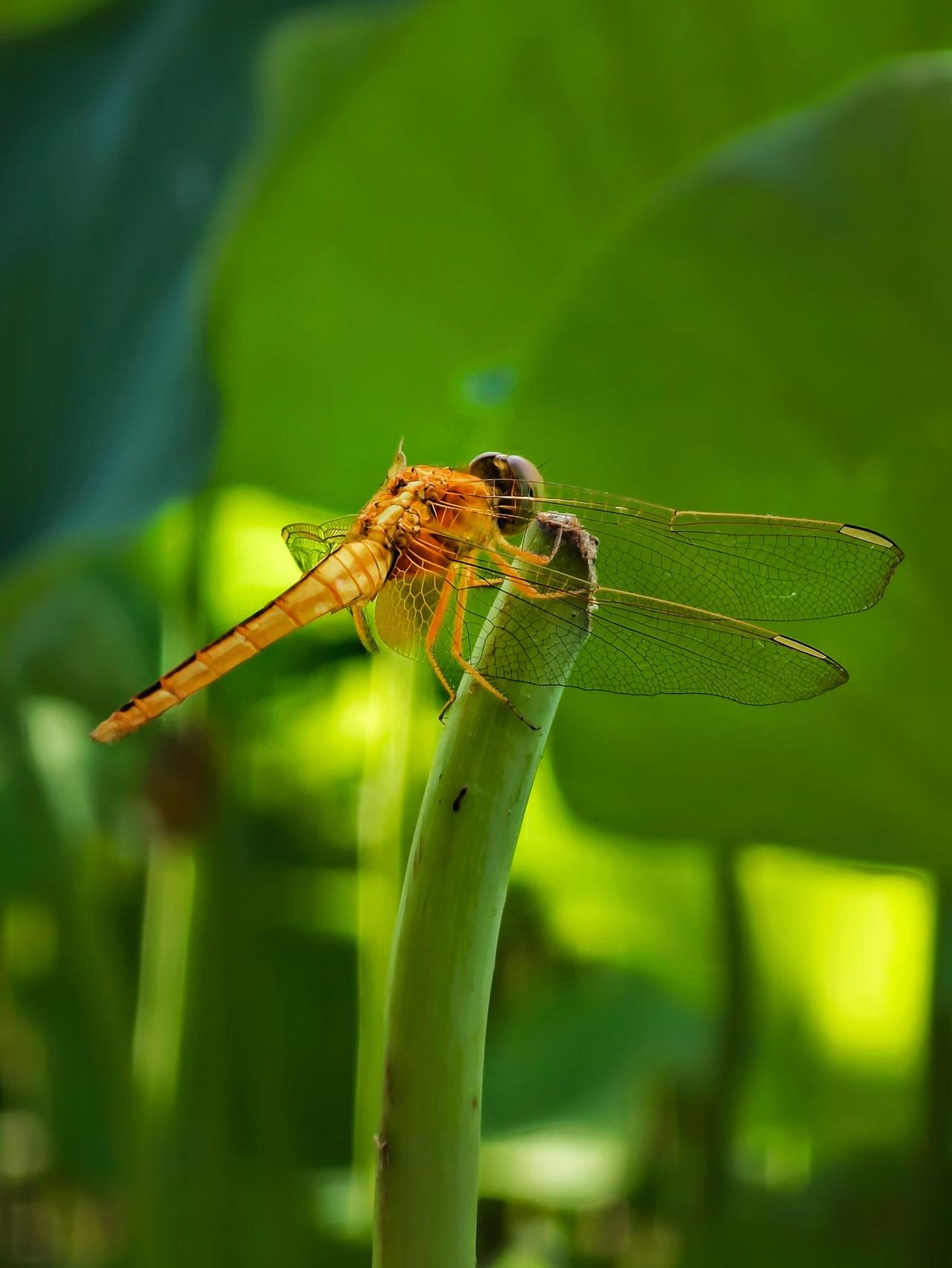 （原创）
正是荷蕊迎风开，
恰逢蜻蜓跃上时。
