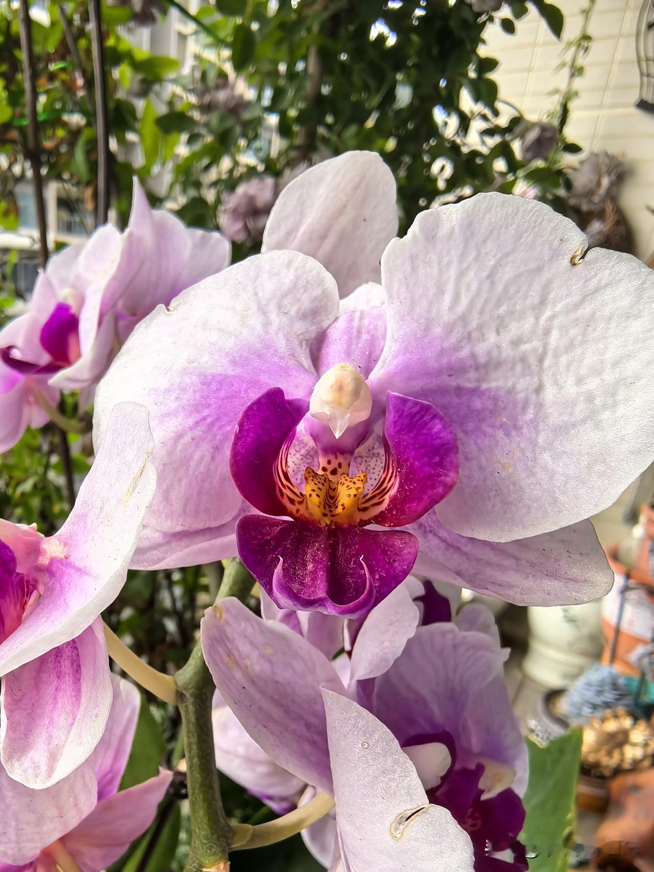 蝴蝶兰
紫韵漫流妍
美态绽芳颜
翩跹舞姿妙
悦目意陶然