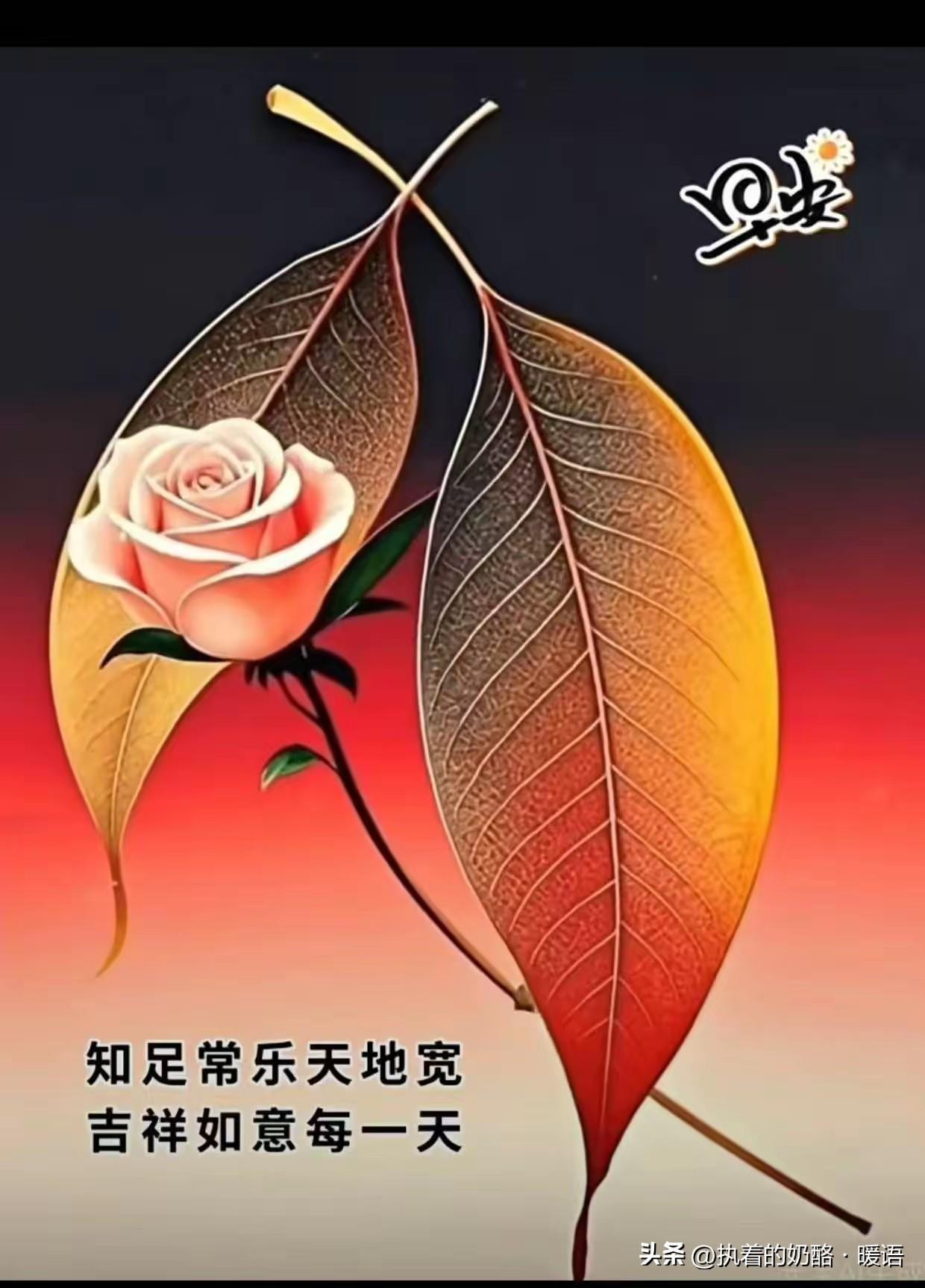 一朵玫瑰，两片叶子，美丽如画。玫瑰花草 玫瑰照 花与叶背景 ‘