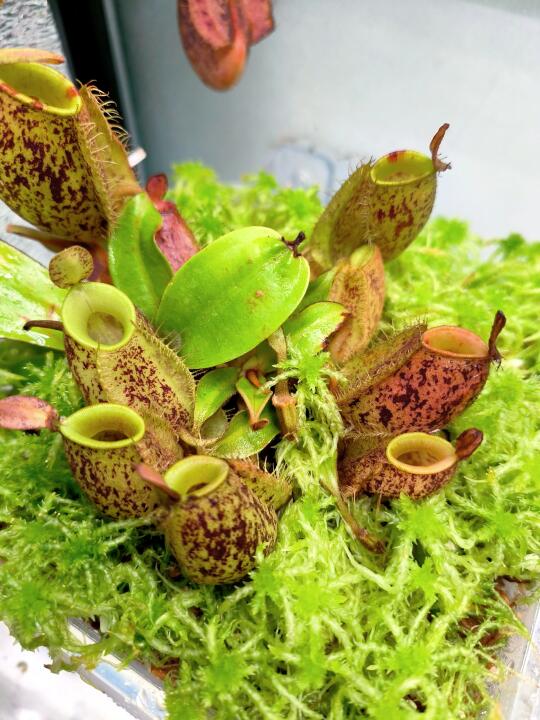 潜力股