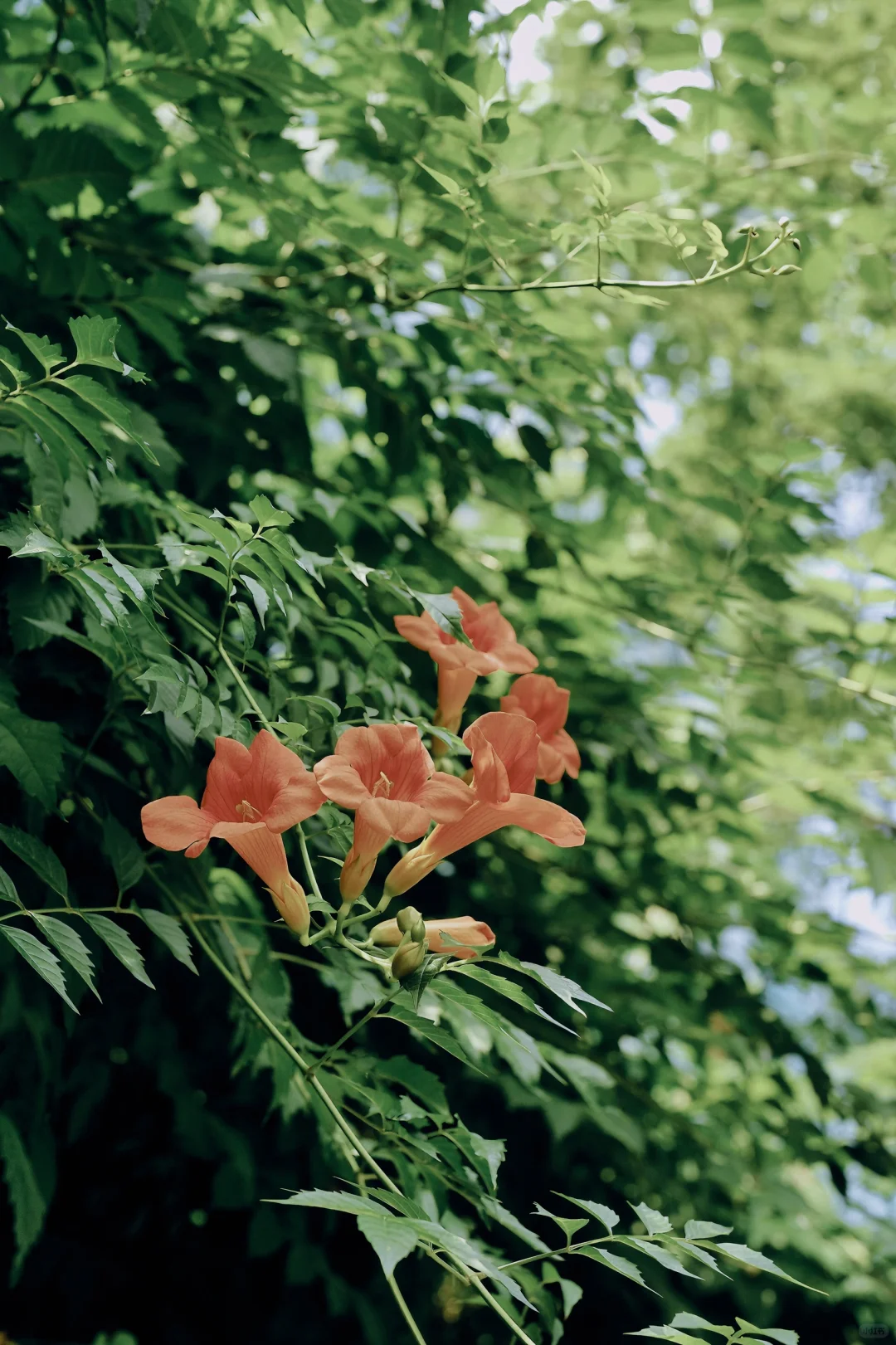 杭州夏日，遇见无人问津的凌霄花‼️小众好拍