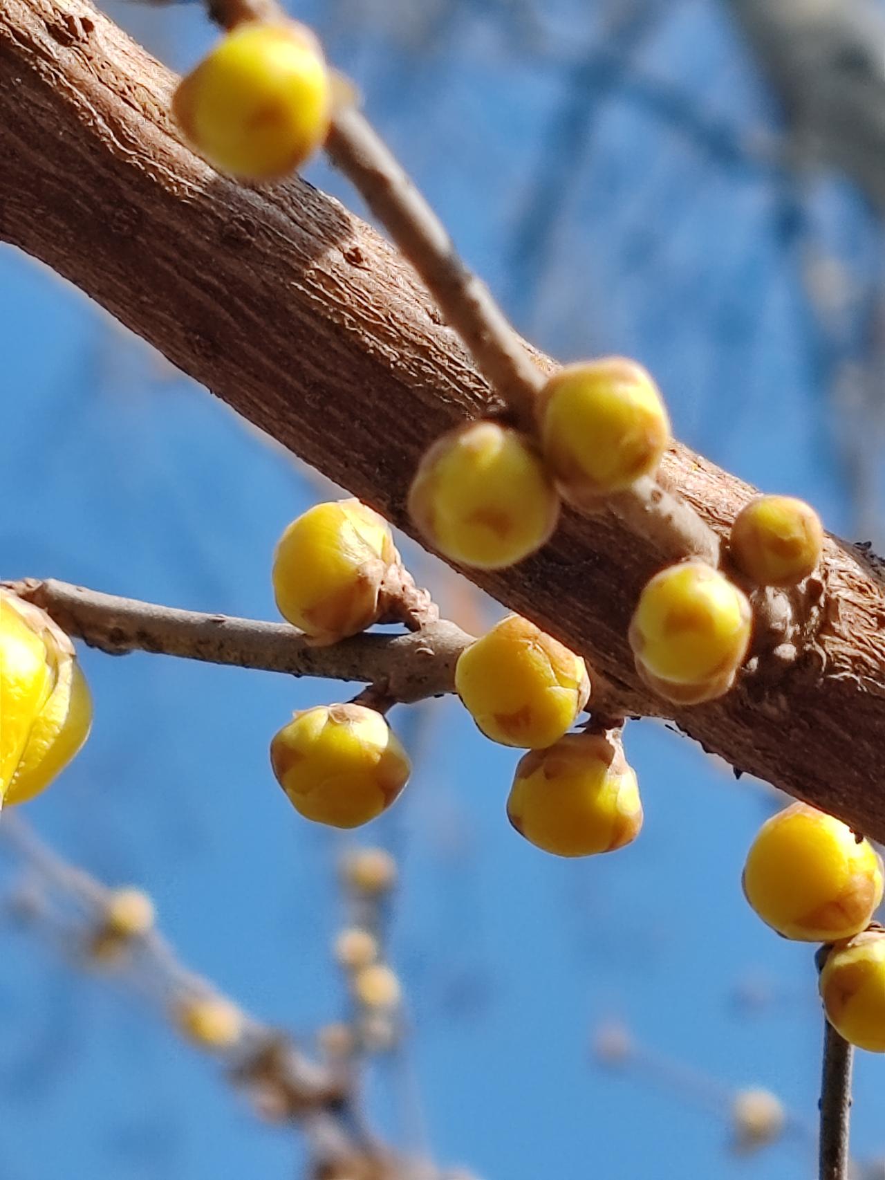 晒图笔记大赛正月赏梅梅正艳。