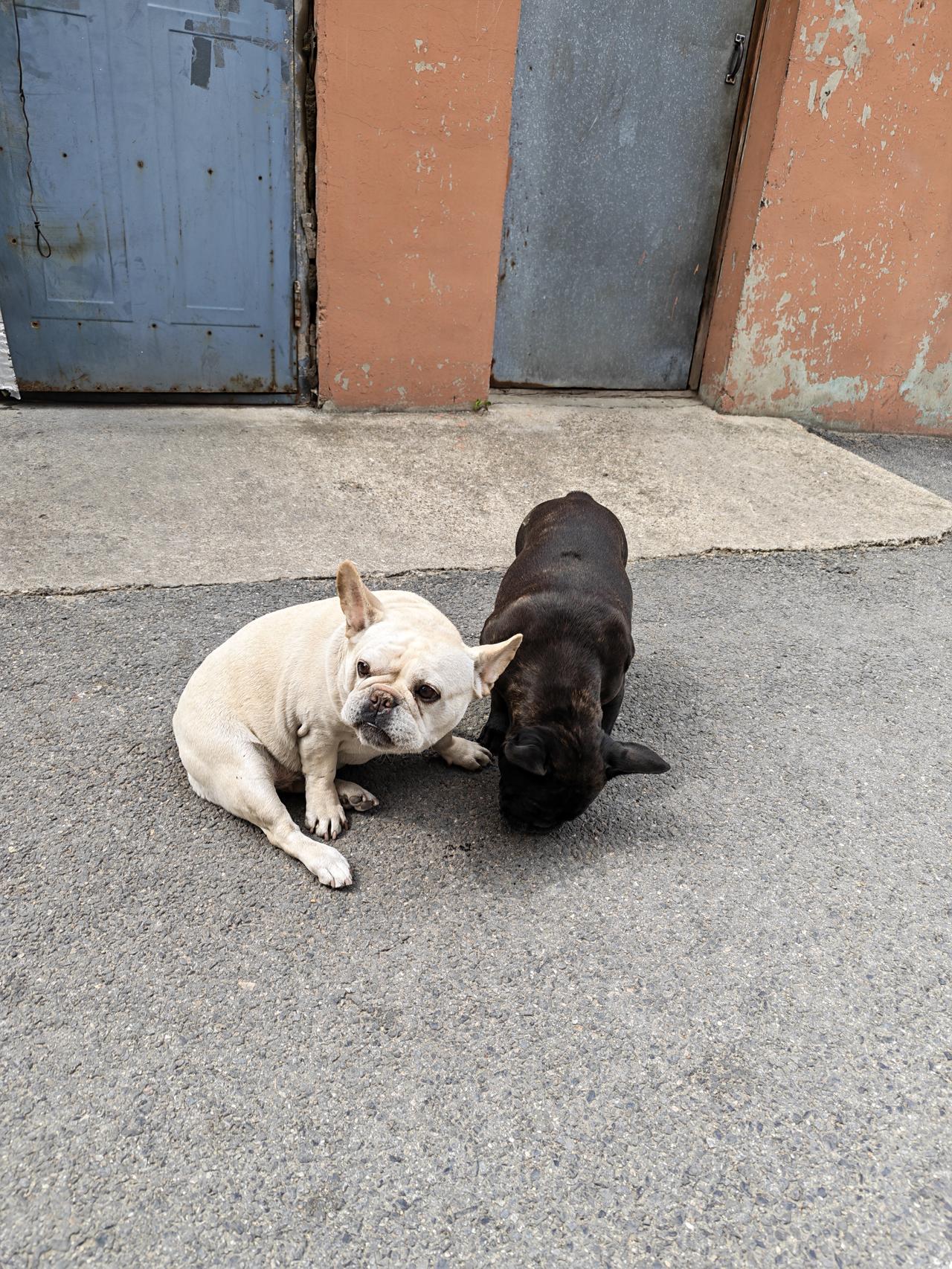 黑白小家伙，长相凶狠但可爱无比，这就是情人眼里出西施吧。