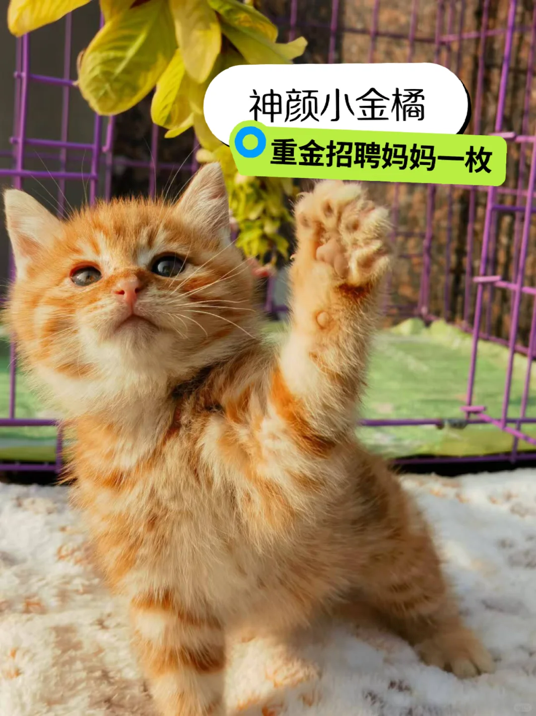 差点就流浪了，巴掌大的奶娃，谁想当它的铲屎官？北京，快来，找领养，招财...