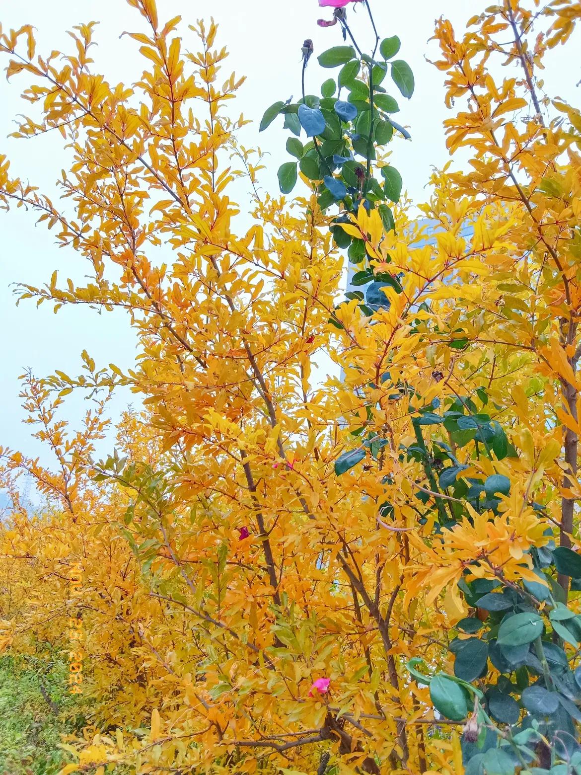 金黄色的叶子随处可见，前几天带娃出去溜一圈，路边的风景很美，是石榴花吗？走近一点