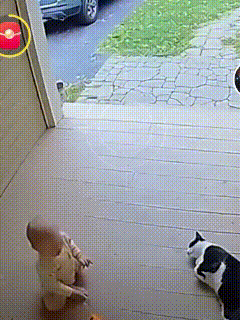 视频中猫咪都是第一时间，义无反顾的去救孩子。无论是面对比自己大得多的大熊，还是恶