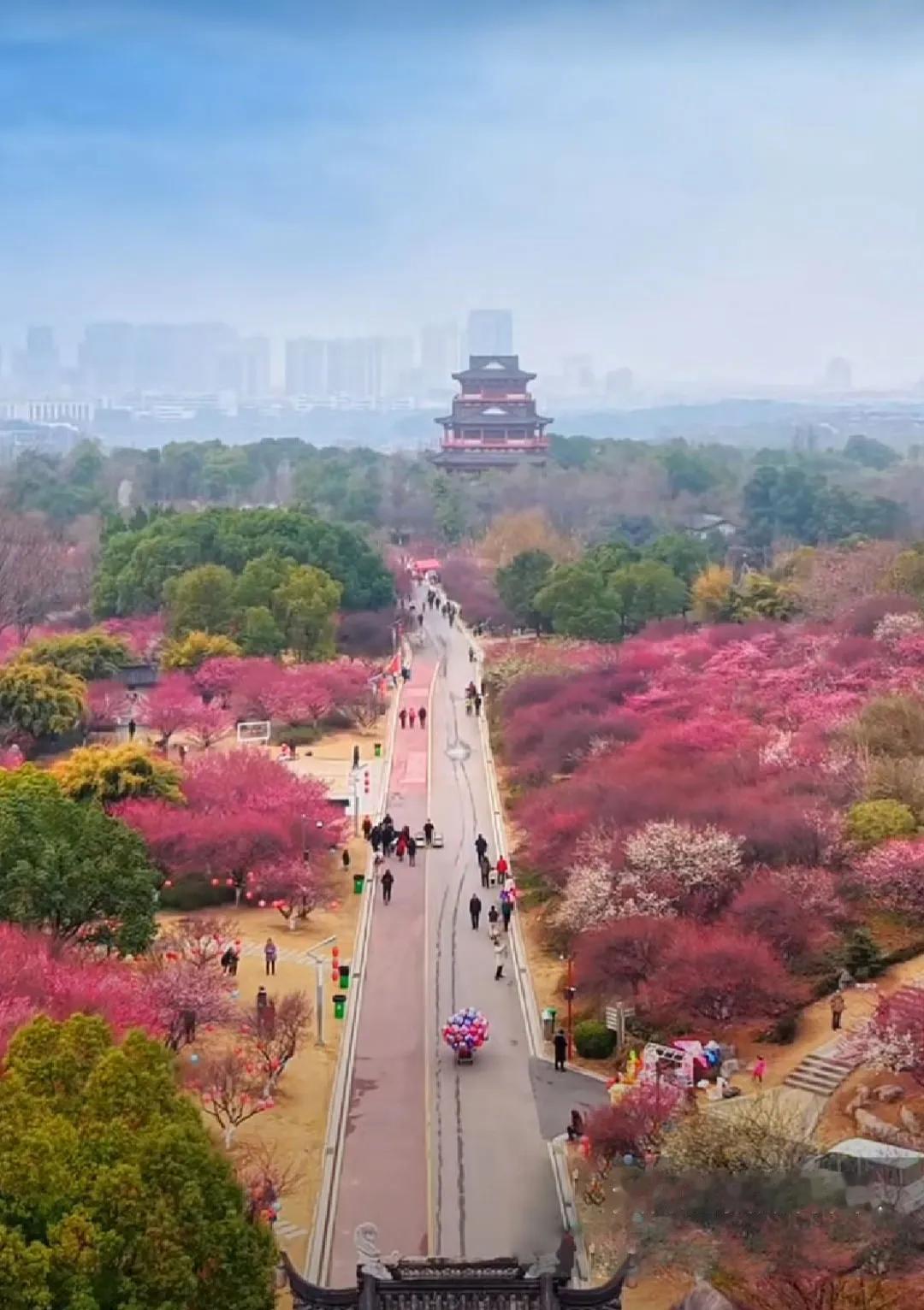 正是梅花盛开季节，黄冈市遗爱湖公园里的梅花盛开了，景象让人震撼！