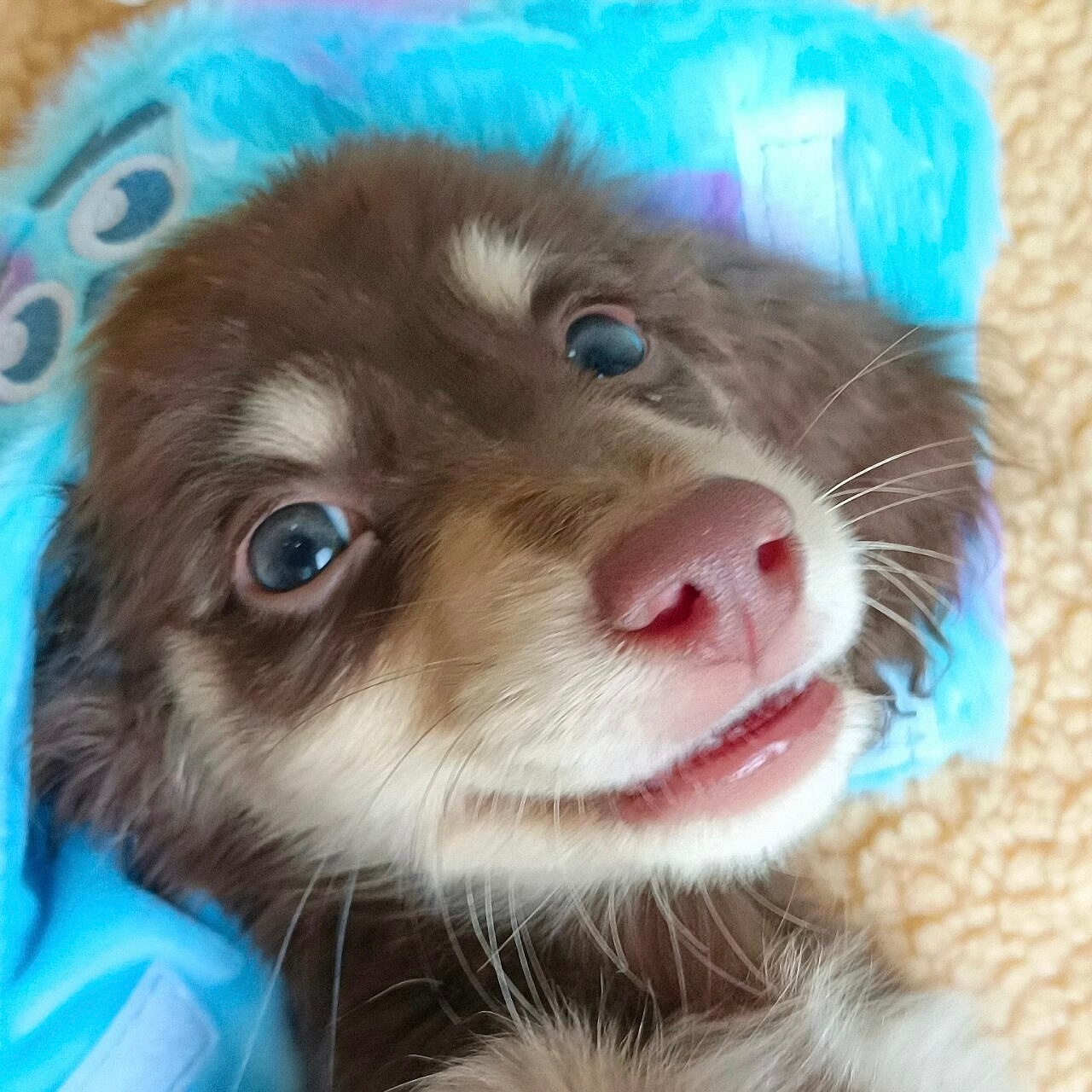 腊肠dooooog!!🐶🍗🤠 ​​​