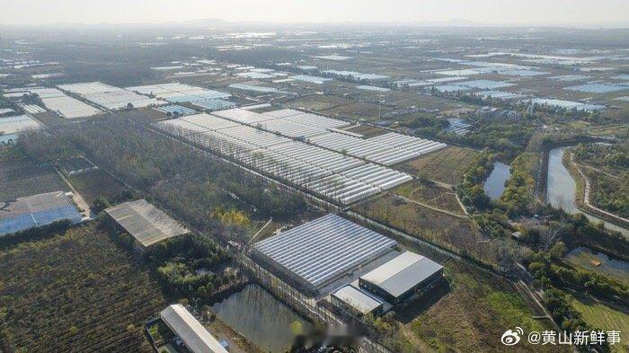【 合肥计划打造省内最大的有机芦笋生产基地 】11月26日，走进合肥市包河区大圩