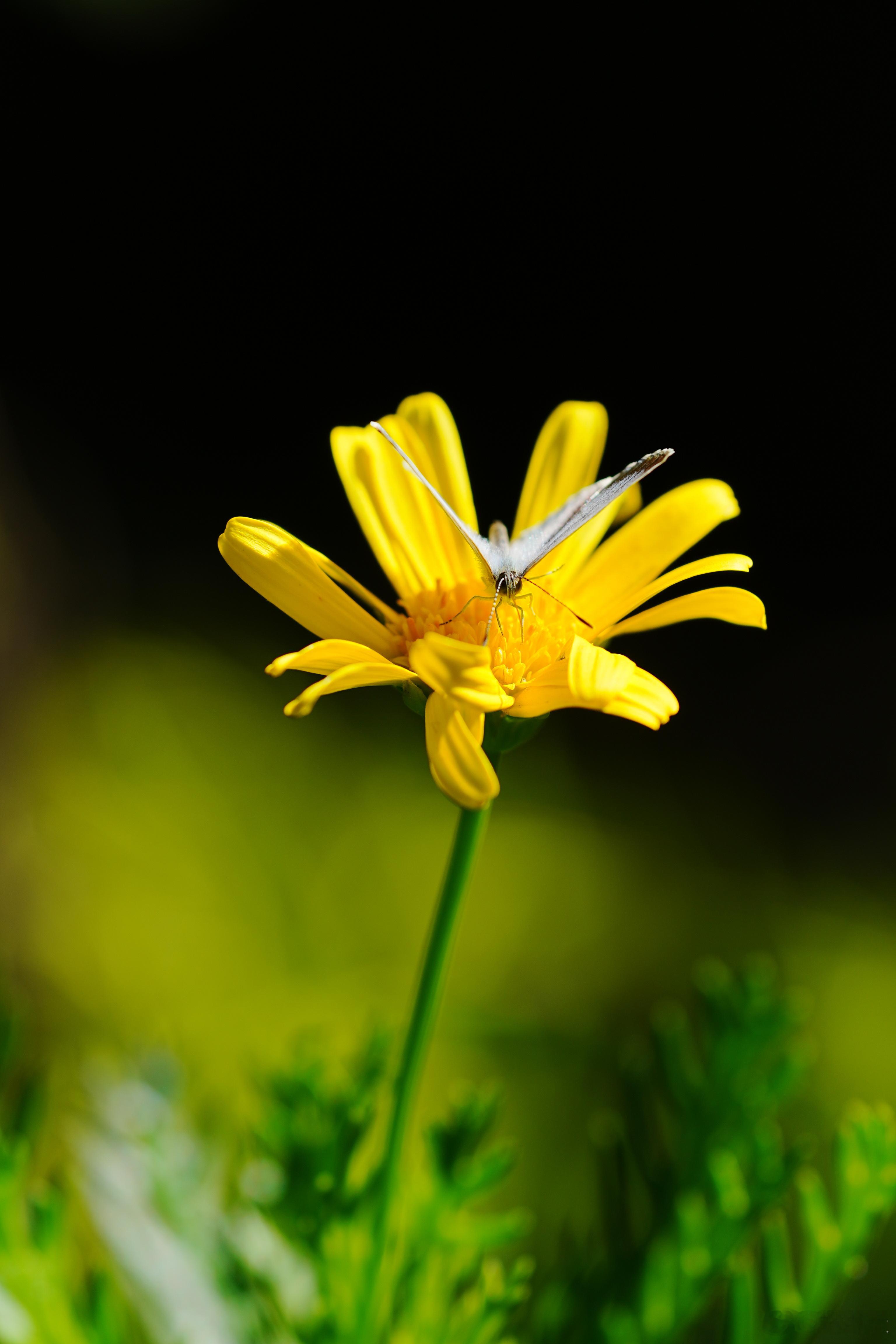 【粉蝶栖黄】明黄花开，小灰蝶轻落花心，偷取一缕暖阳。蜗的摄影日记 ​​​