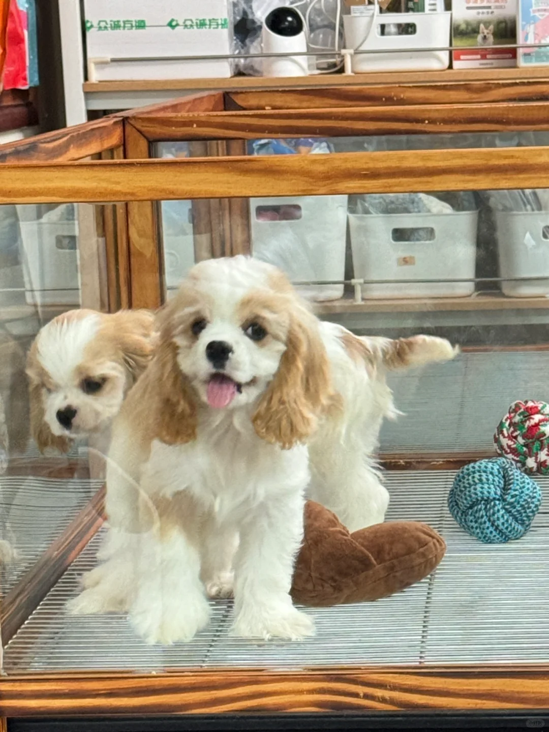 上海新家｜黄白花妹妹