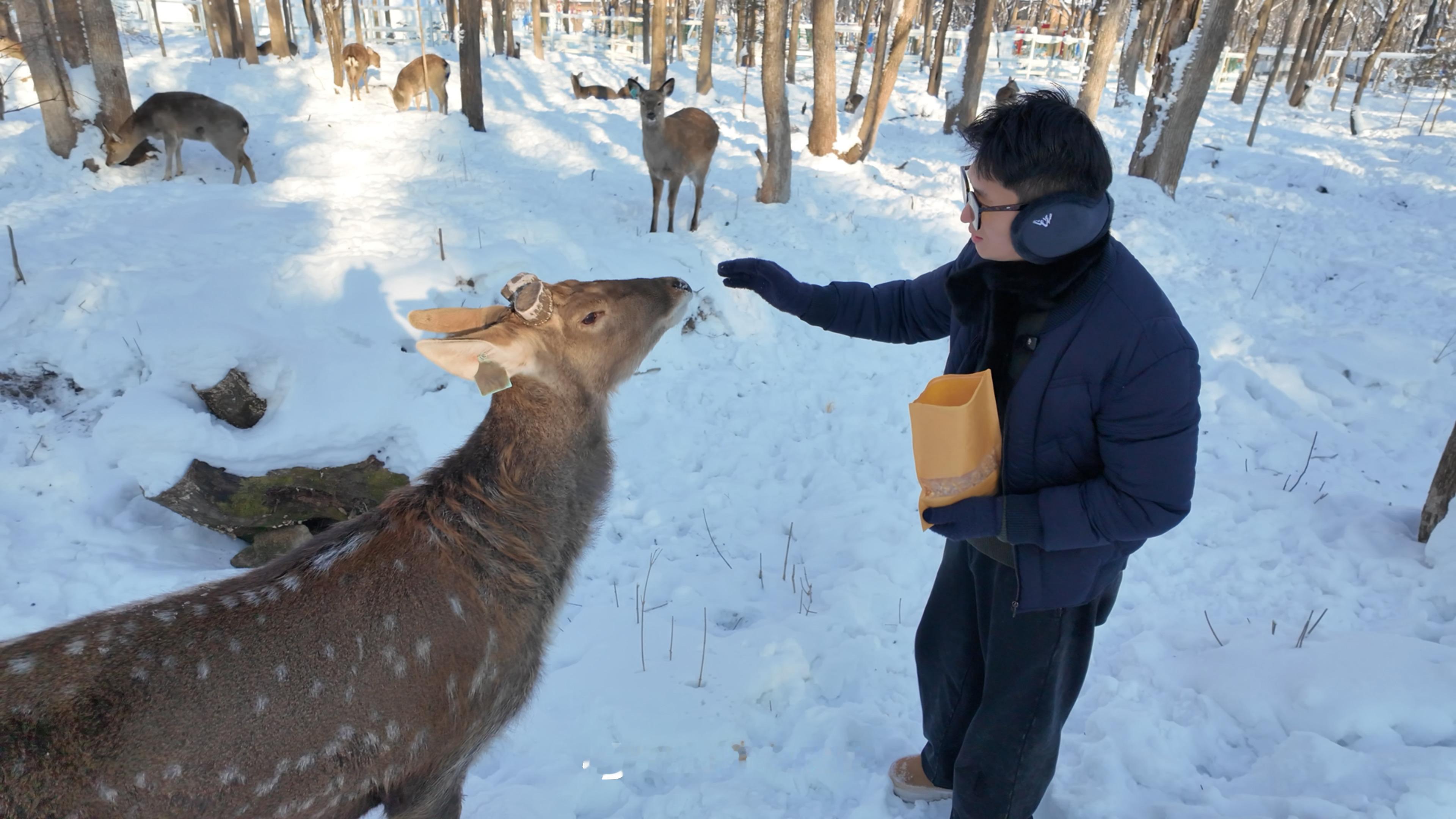 圣诞老人基本功训练重生之我在小兴安岭驯鹿🦌 