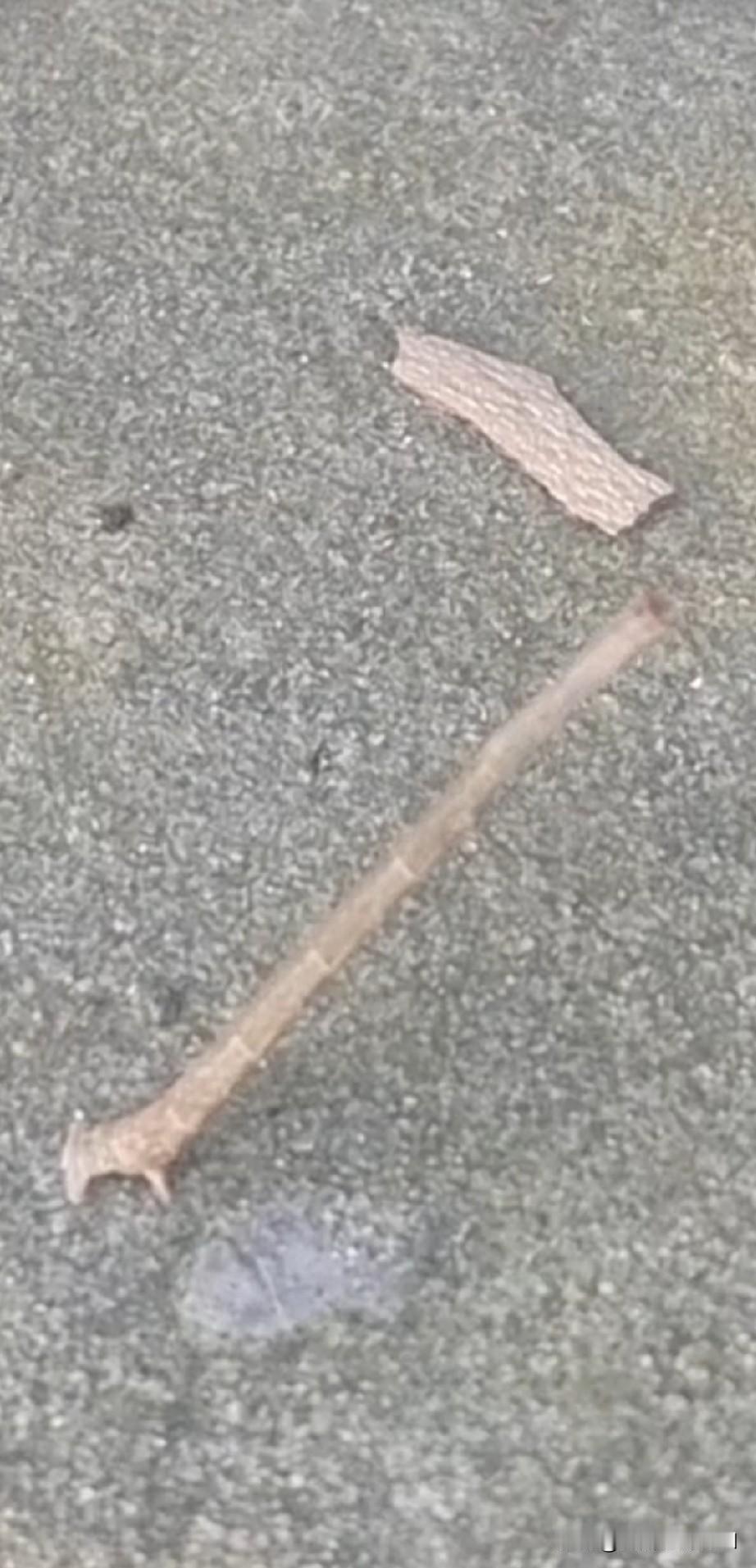 活了五十多岁，第一次亲眼见到“树枝虫”！太神奇了
 
活了五十多岁，天天走路散步