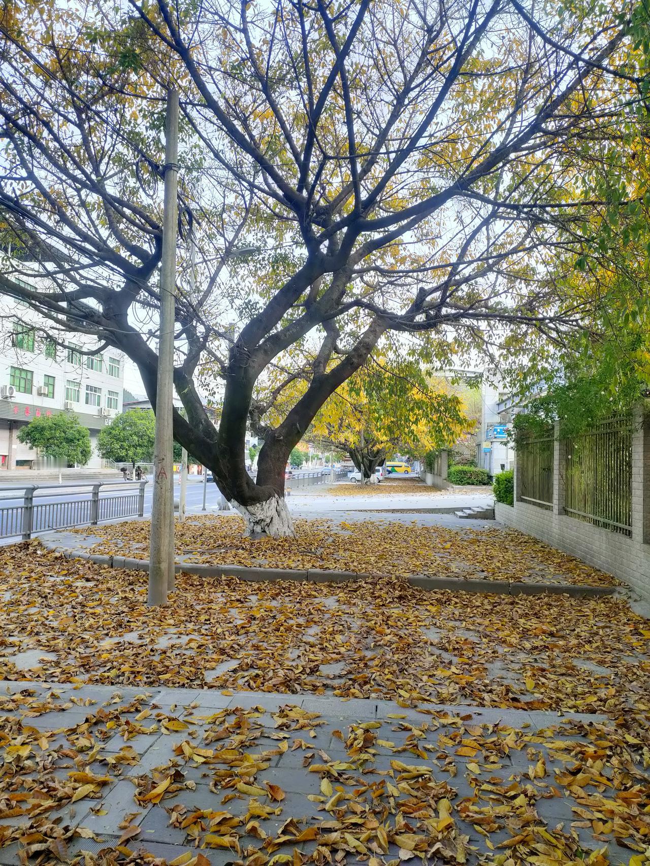 树叶不是只有冬季才会凋零枯萎
一年之中，春、夏、秋、冬，
都可能发生树叶凋零枯萎