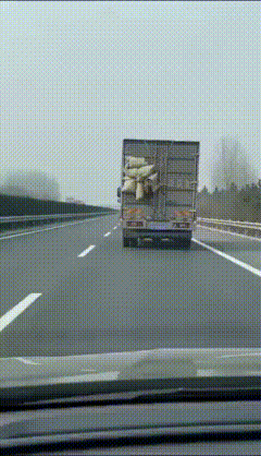 高速路上超有戏剧性一幕：一辆箱货车尾挂着好几个编织袋，不知道没绑牢还是袋子破了，