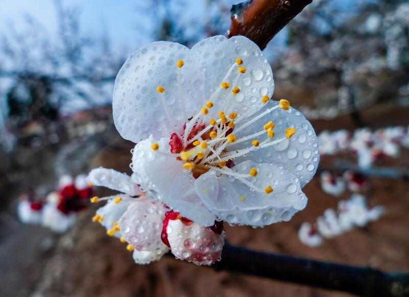 馨漪婉风所作的《七绝•杏花雨》，极具画面感。绿草于曲水之畔摇曳生姿，春风携着杏花