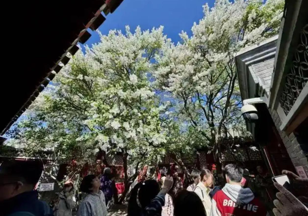 【春日来信】鲁迅的丁香101岁啦！满树繁花如雪，在春天与他重逢

在北京最美的四