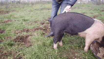 每天一条冷知识 如果你想的话，可以手动把猪尾巴拉直。只要沿着猪的脊背中线向后抚摸