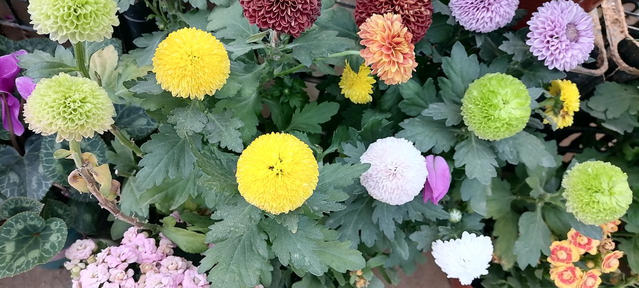 冬日生活打卡季世界从来不缺美！