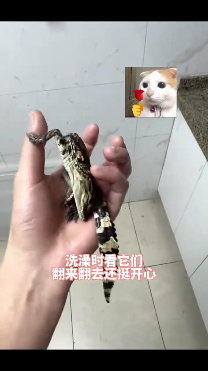 朋友有事让我帮她养几天小鳄鱼，刚拿回来我就想给它们洗个澡，洗澡时看它们翻来翻去还