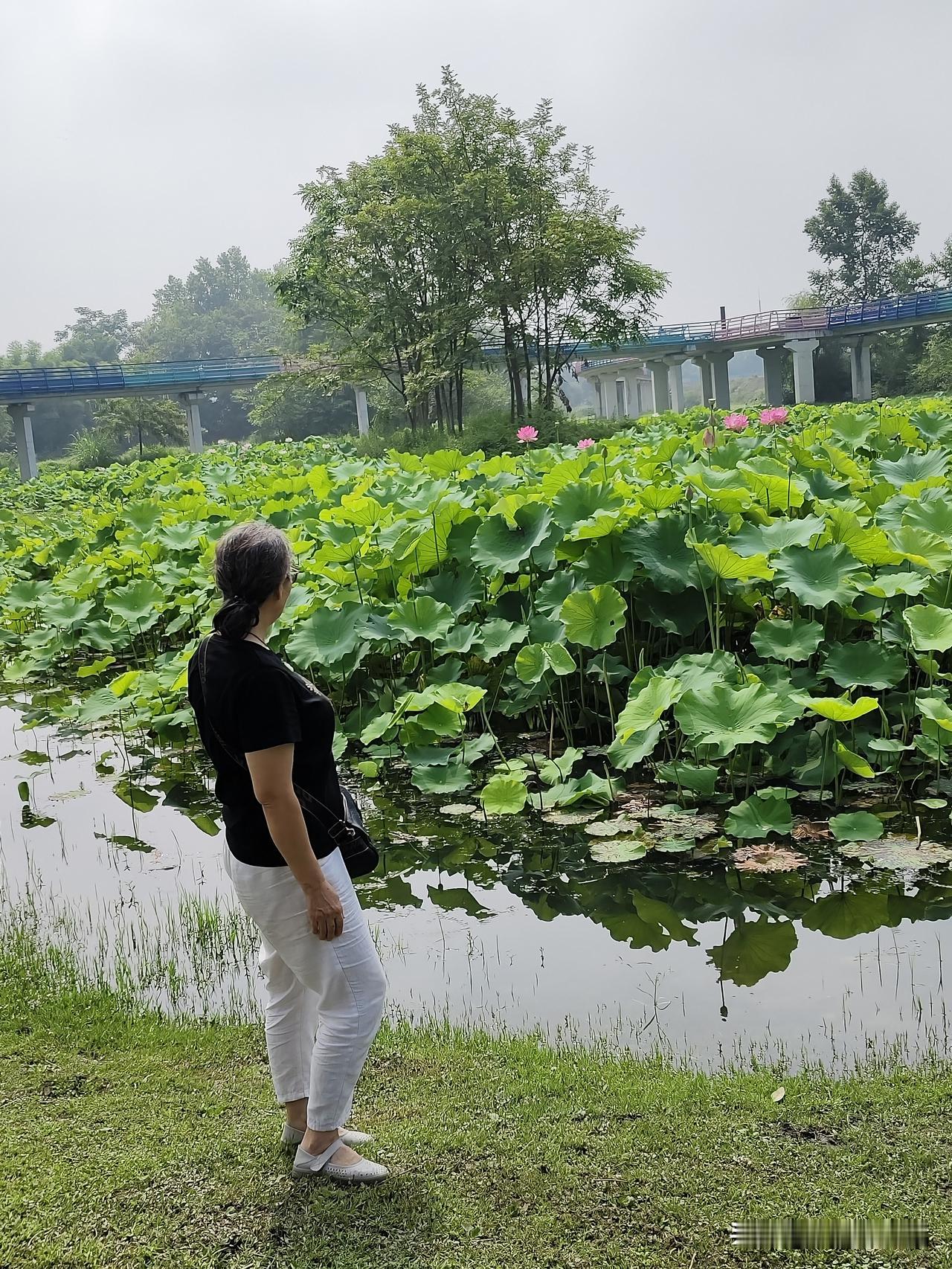 接受自己不再年轻的事实
昨天去罗家桥赏荷，我请路人帮我拍了几张照片。我调好手机镜