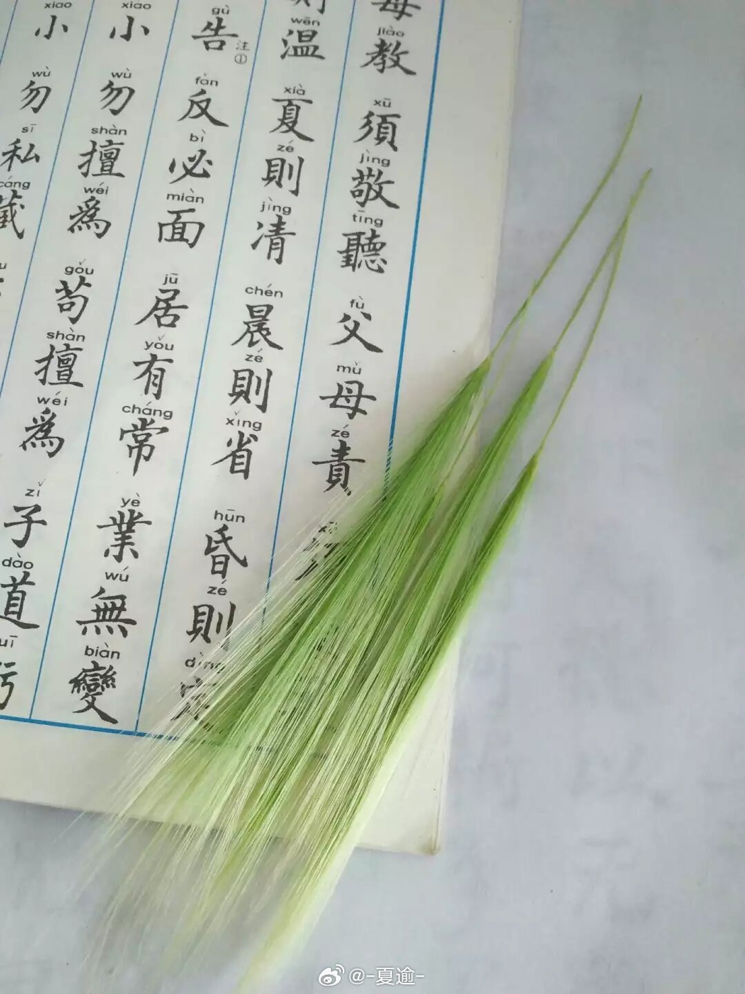 南方好像没有这种草翻说说看到好怀念小的时候就是用这种草塞在吸管里下雨天之后粘水坑