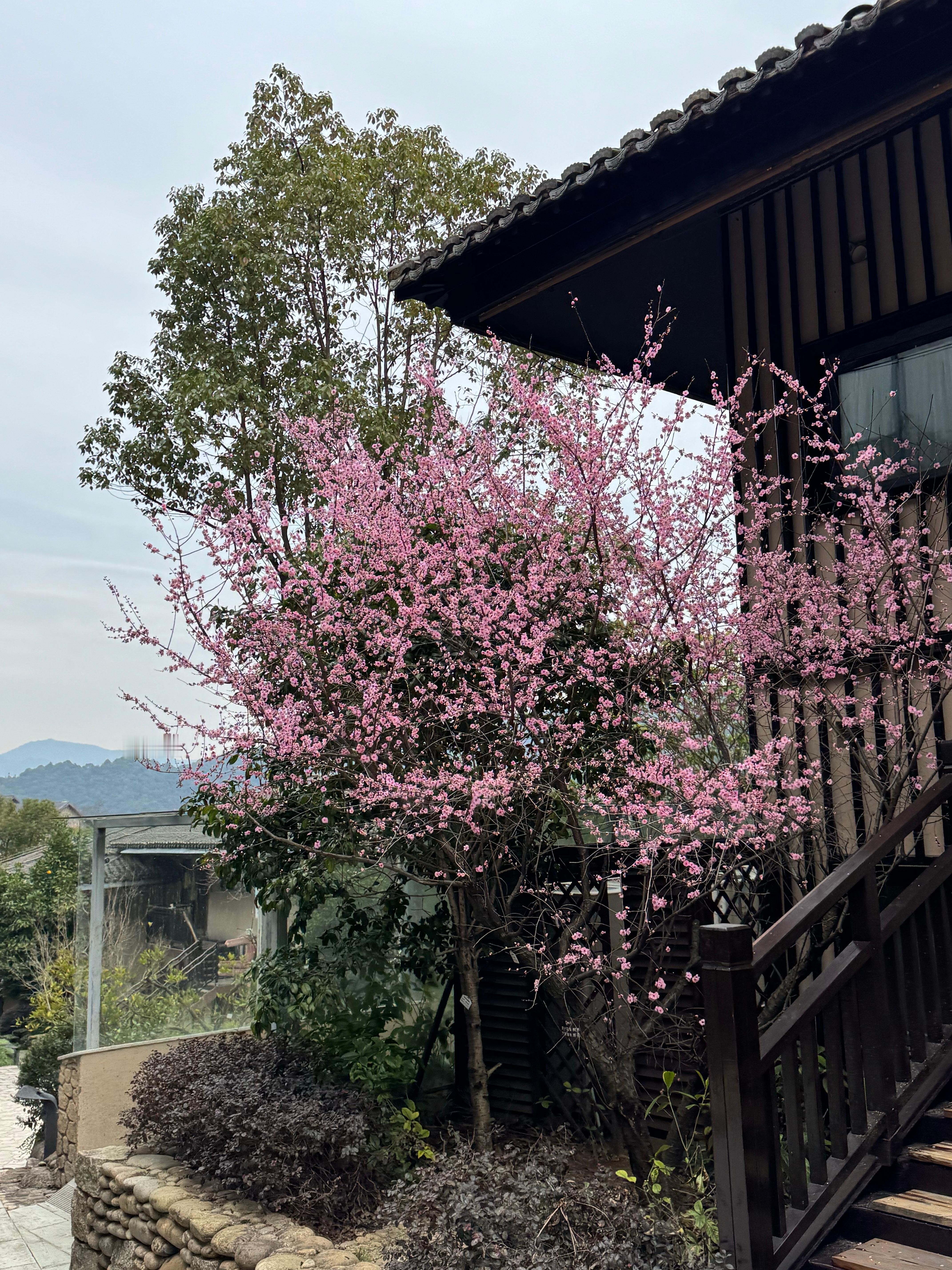 葛仙村的春天来了～葛仙村的春天来了 这个三月，让我们相约葛仙村，赏花、听戏、品非