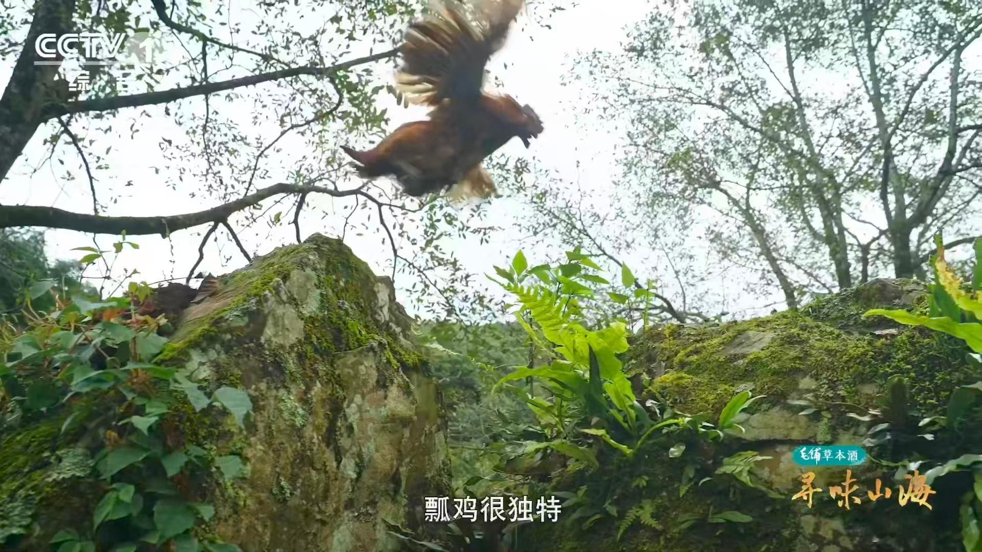 云南普洱人泡茶会加这个泡茶伴侣在普洱够野才够味 云南普洱的百年古茶树也太宝藏了！