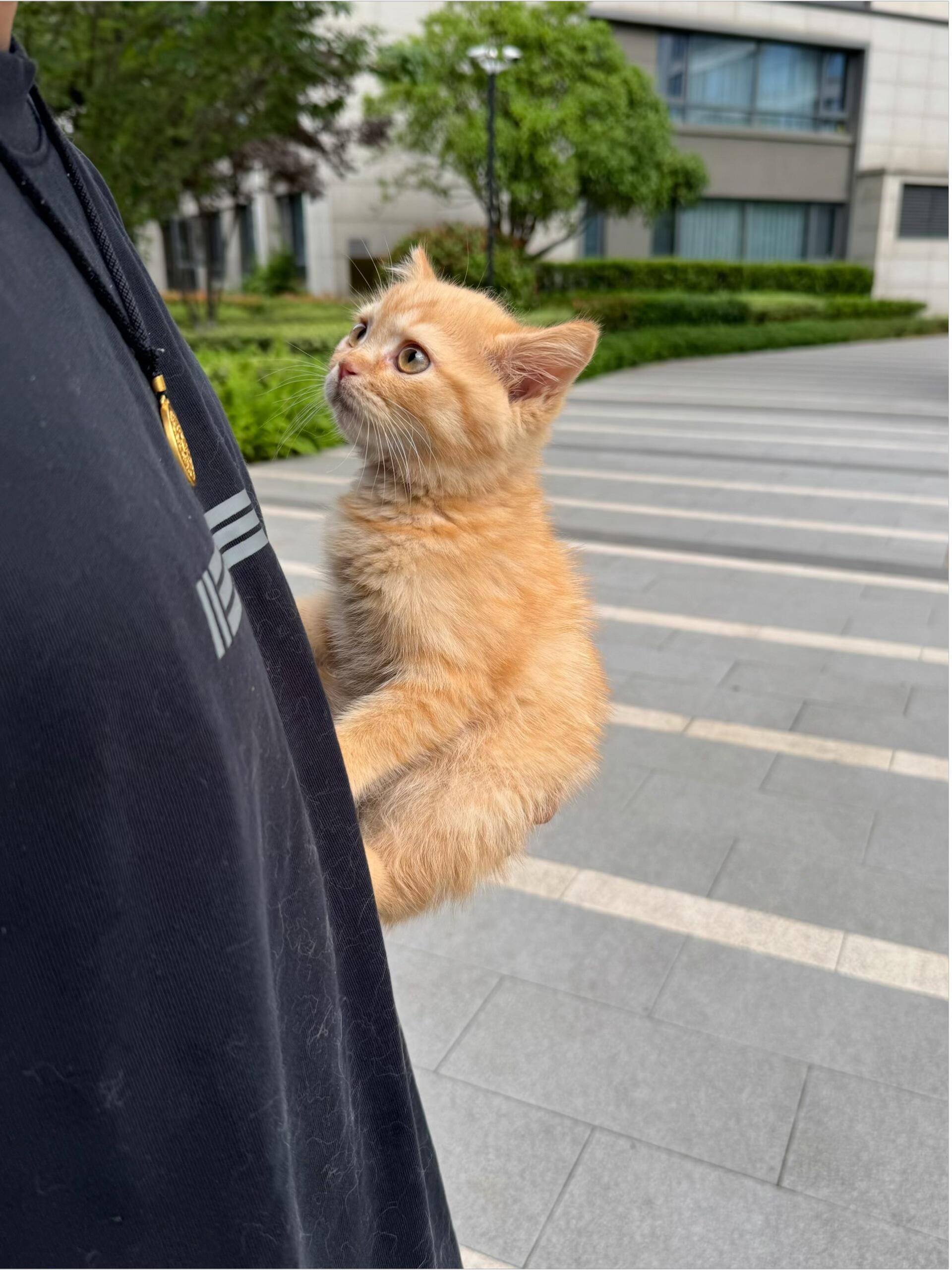 李一桐曾舜晞邓为都是艺名小猫核心堪比岩羊 