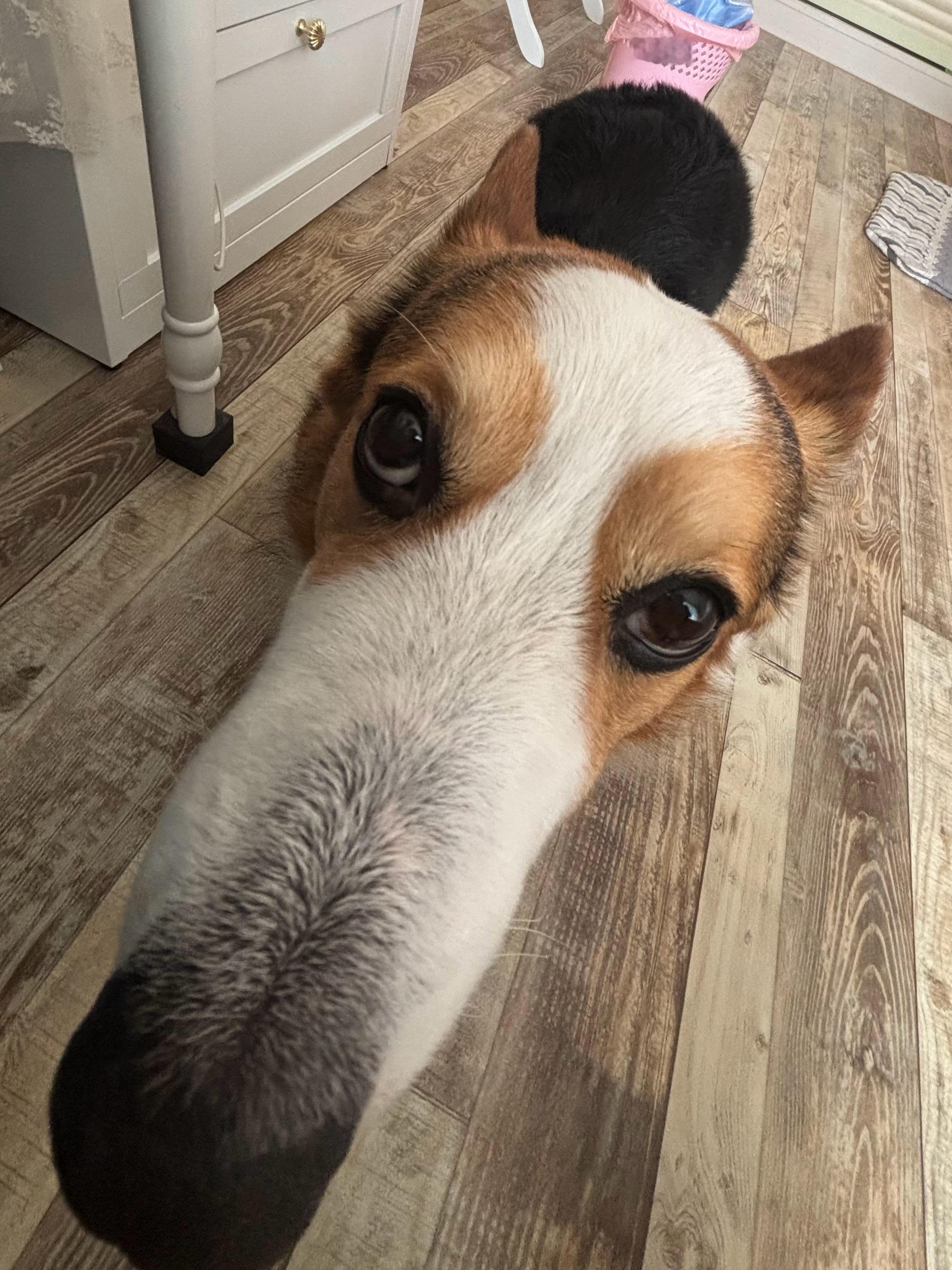 好烦小区电梯总把我狗识别成电动车害我回不了家