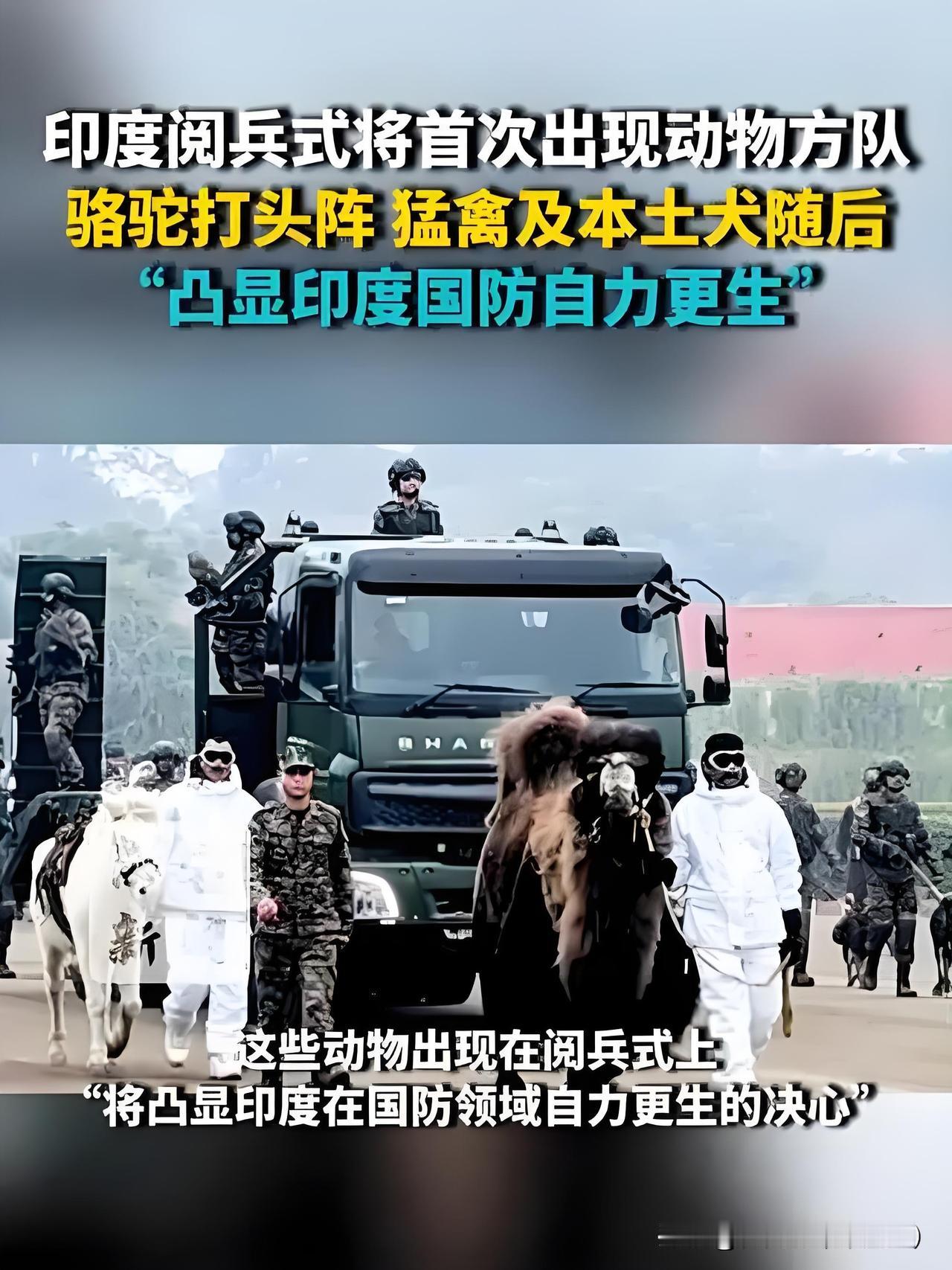 印度阅兵要加动物方队了？
80只军犬、30峰骆驼、50羽军鸽，要跟坦克导弹一块儿