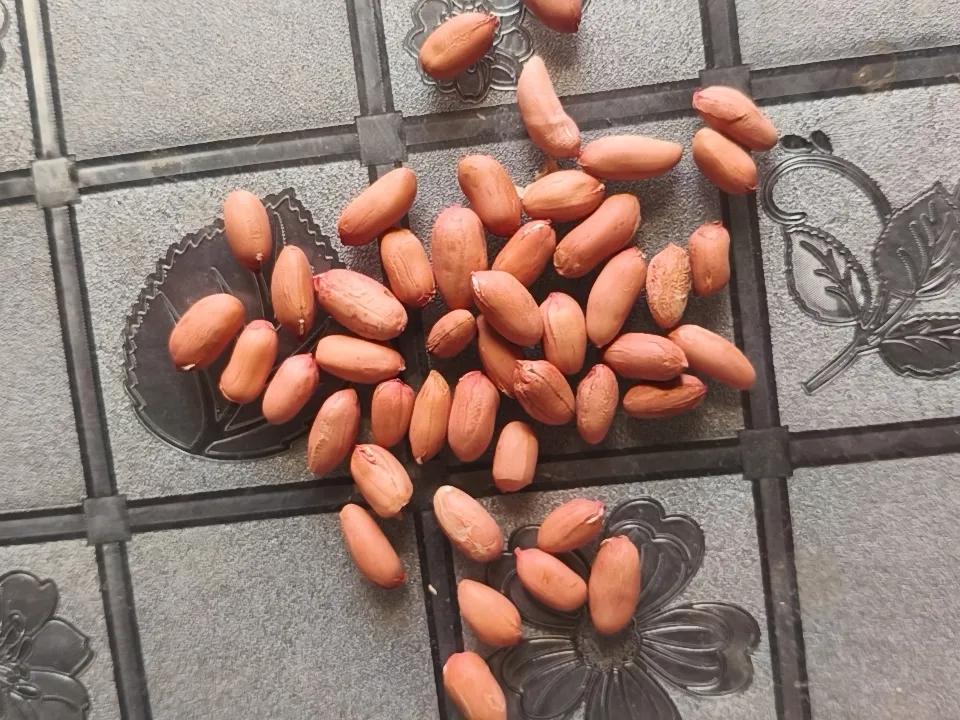花生的是带壳播种还是要去壳?
我的认识是去壳种植好一点。
我的做法是：
①种植之