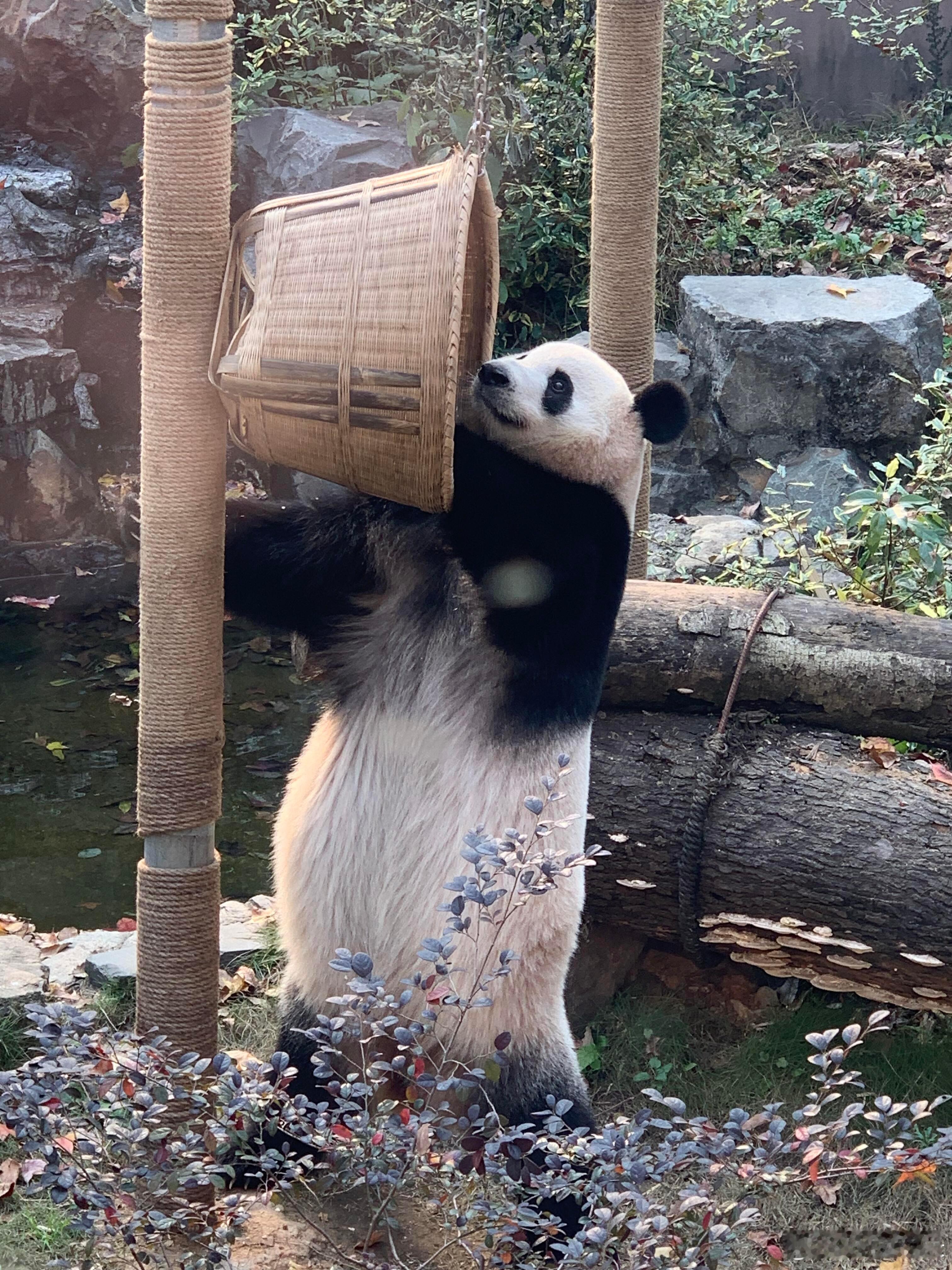 感觉干饭的快乐都已经溢出屏幕了！   果果的微笑唇每次看她都笑眯眯的感觉，真是天