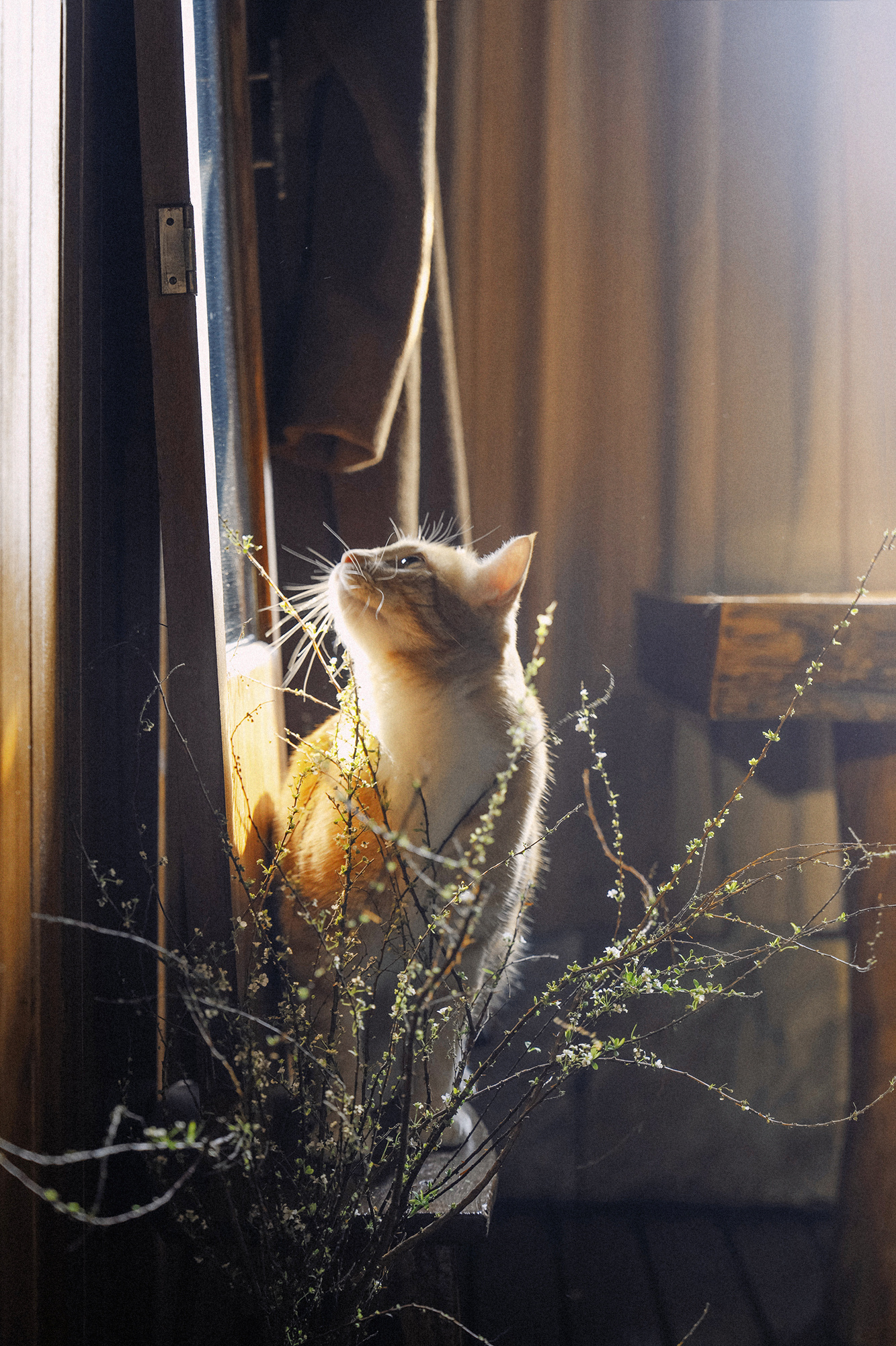 多闻草木 多识猫- ​​​