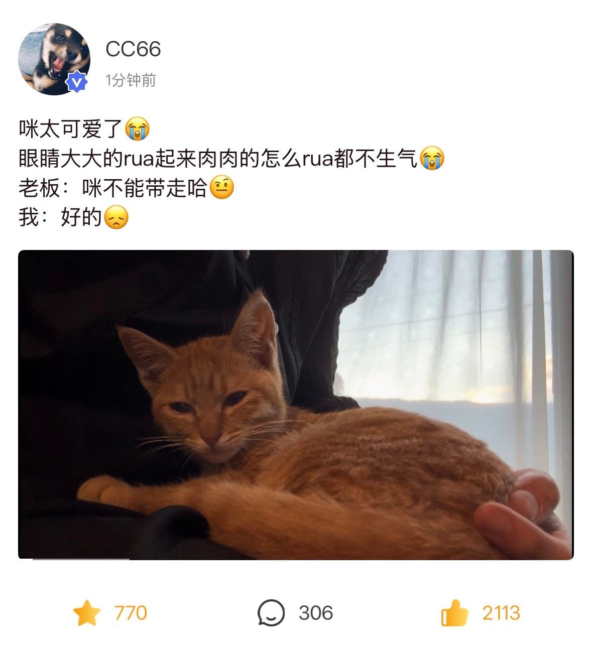 宝贝你比小猫还可爱😭 