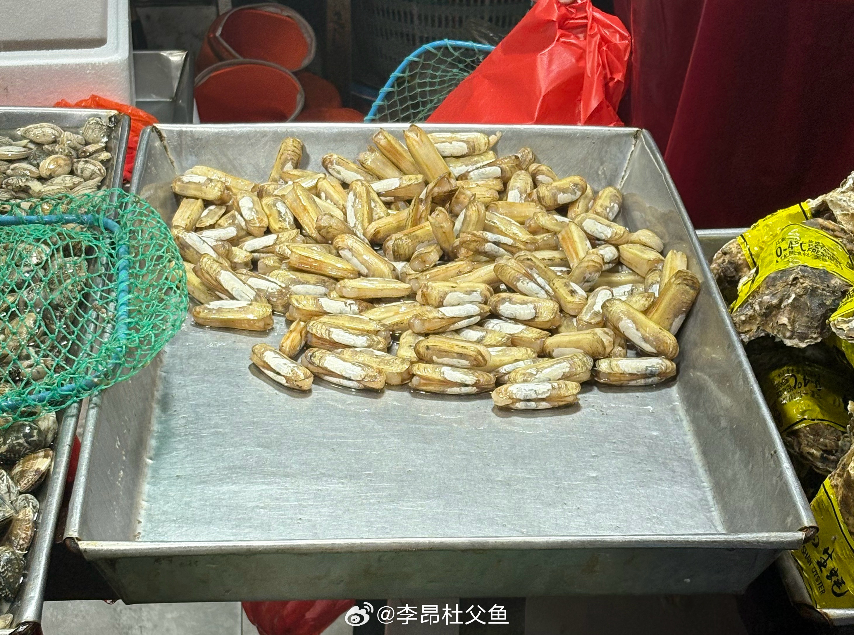 属于大陆边缘滩涂的物种——缢蛏/Sinonovacula constricta，