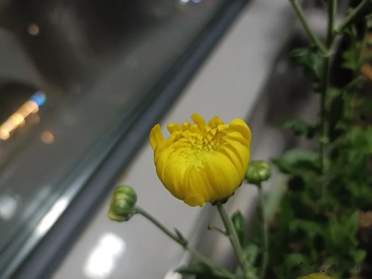 谁有花草照片，可以晒下吗