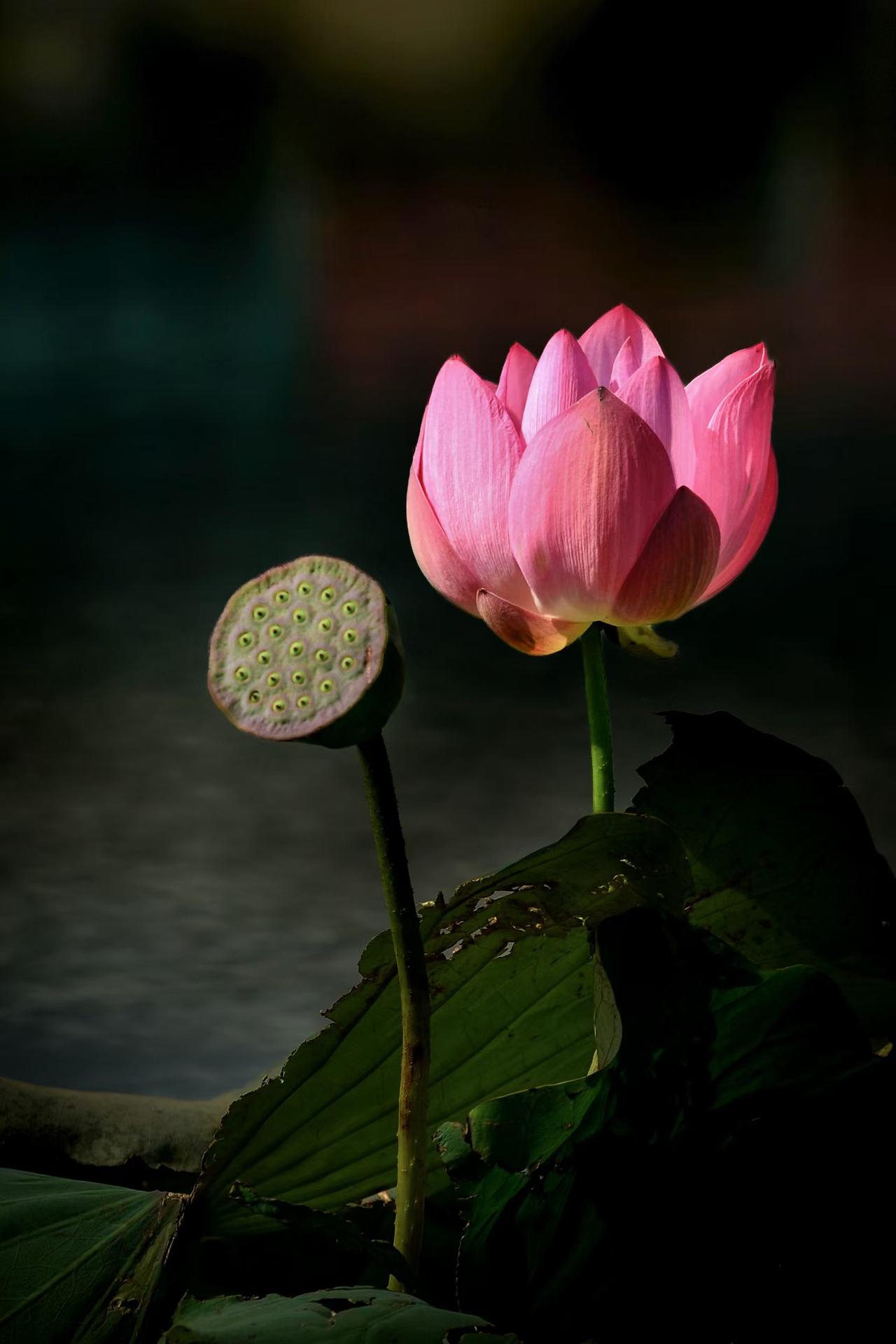七月份那些股票能翻倍？本人选出一只：英集芯？大家各抒己见。