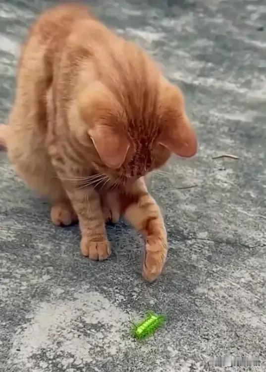 好奇害死猫。小黄猫戏弄的这只昆虫全网都叫“火辣子”吧！有没有别的叫法？
（抖音截