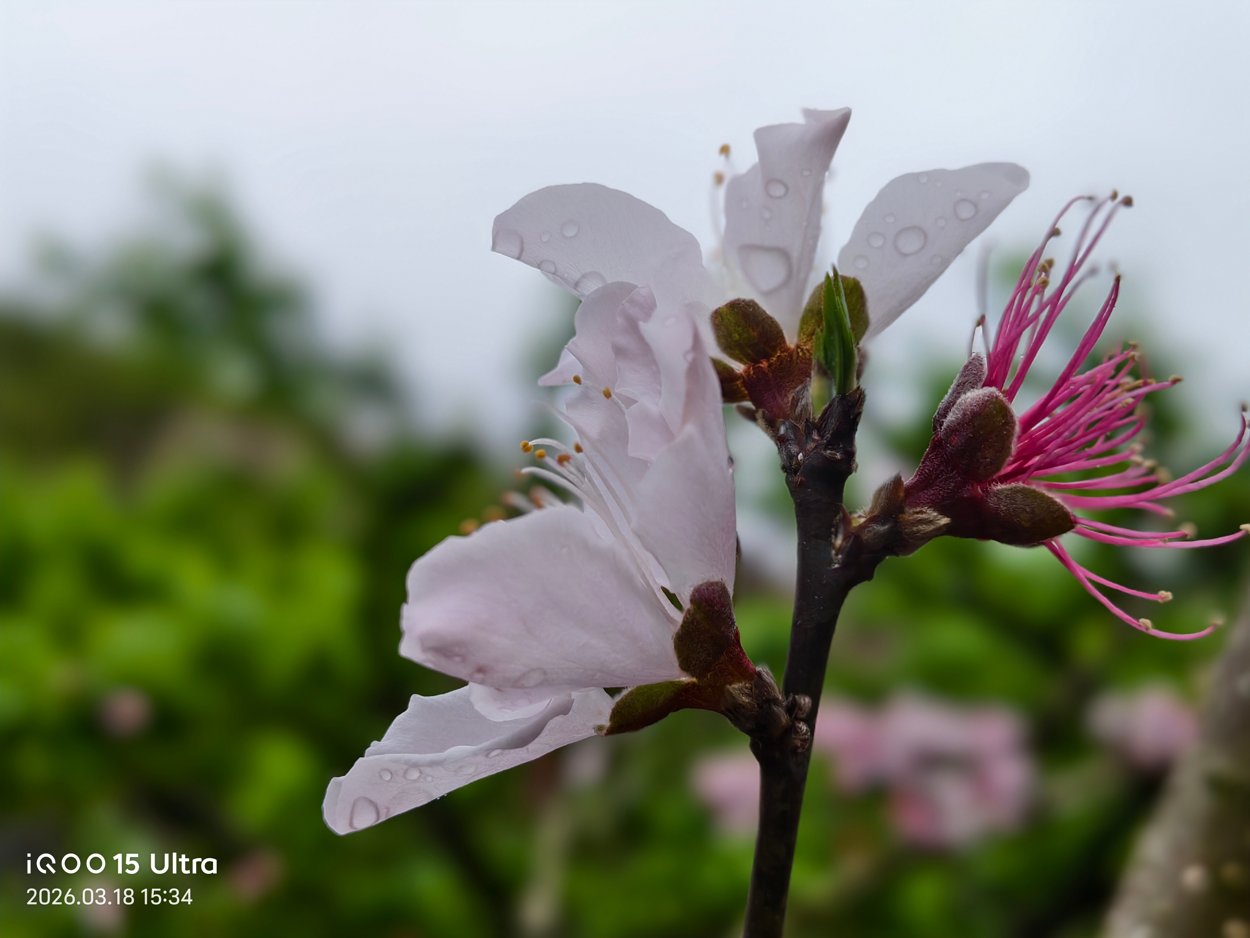 iqoo 用iQOO15 Ultra拍了一些样张，各位觉得效果咋样？iqoo15