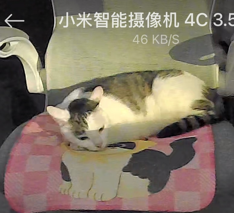 就这么喜欢我的椅子 