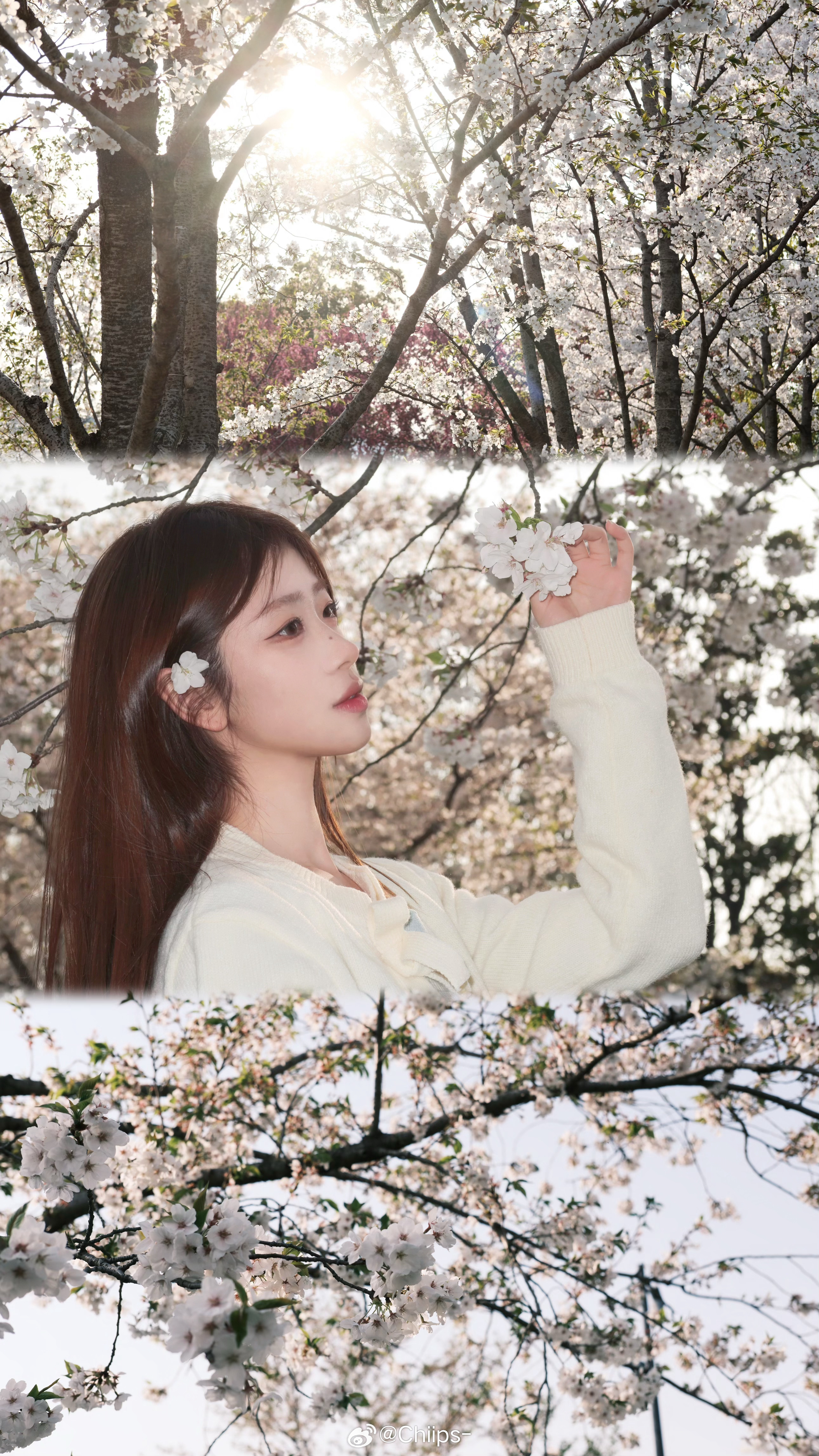追晚樱🌸  ​​​