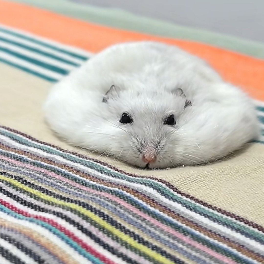 好萌(✪ω✪) 
