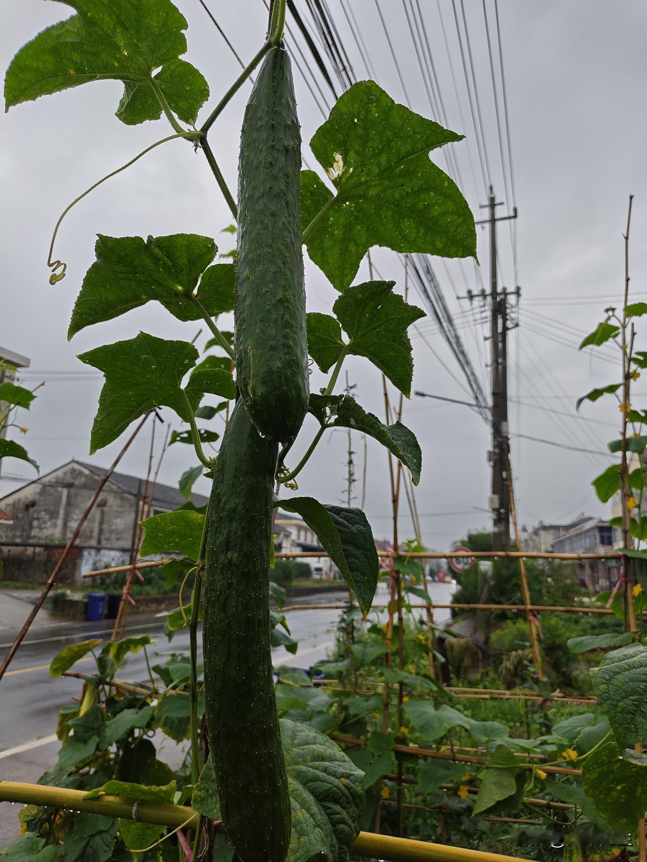 晒一张相册里的风景吧这雨下的，黄瓜开始鄢了，这青皮黄瓜挺能接的，在淘宝上买的黄瓜