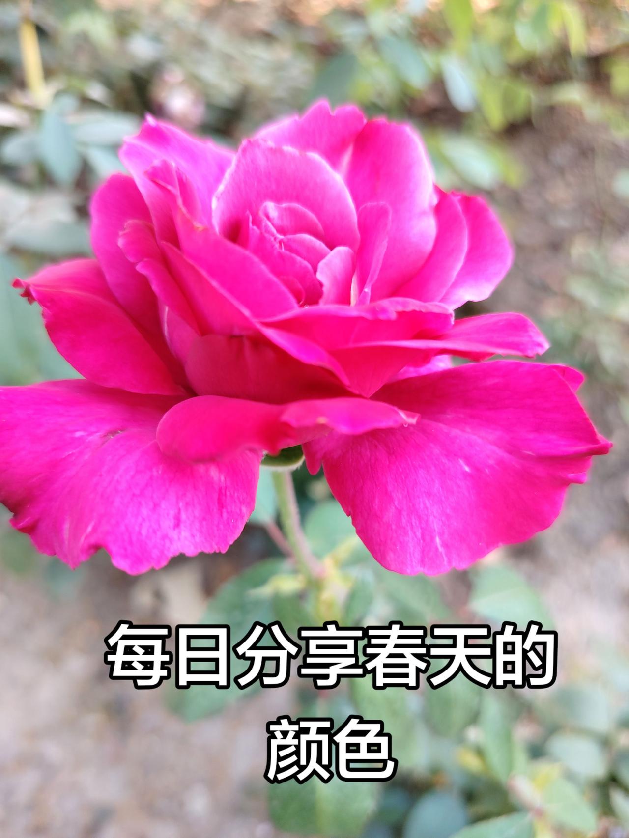 最美月季花，需要记录的一瞬间