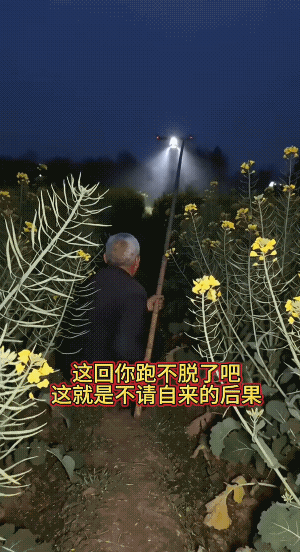 大爷蹲守一夜捅落无人机，解气背后却藏着大问题！
 
       要说解气，不少
